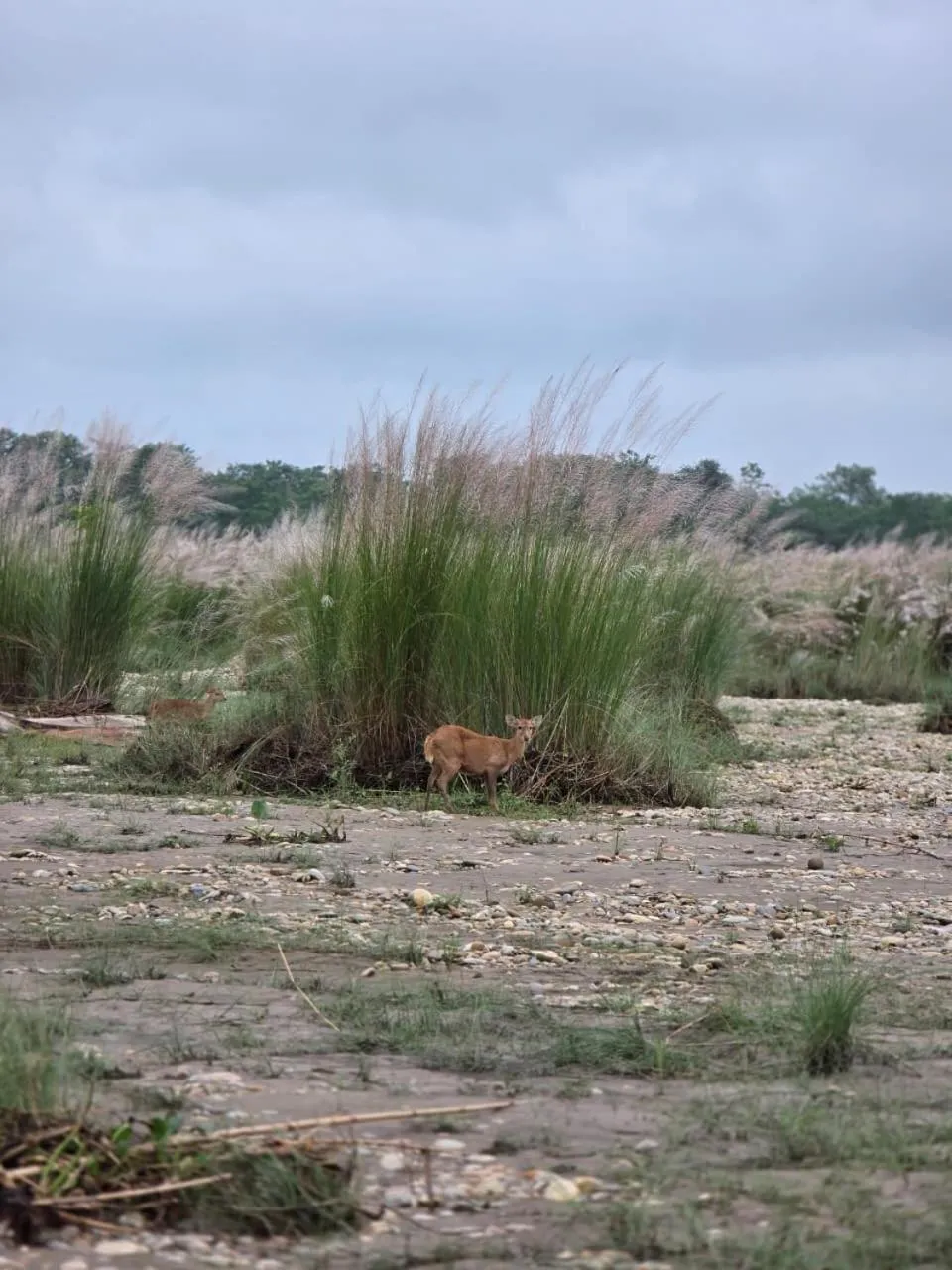 Activities in Siddhartha Wildlife Retreat