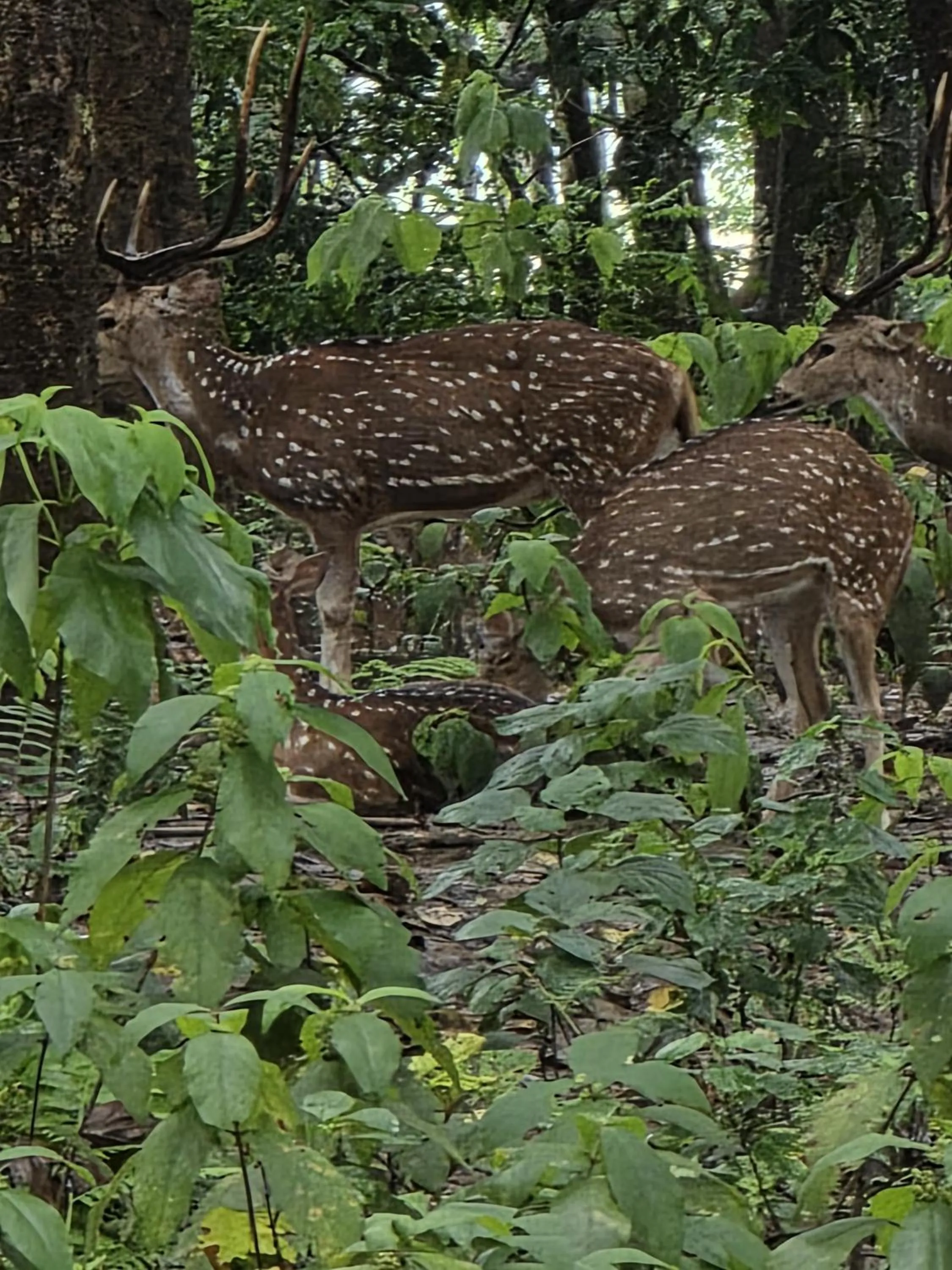 Day in Siddhartha Wildlife Retreat