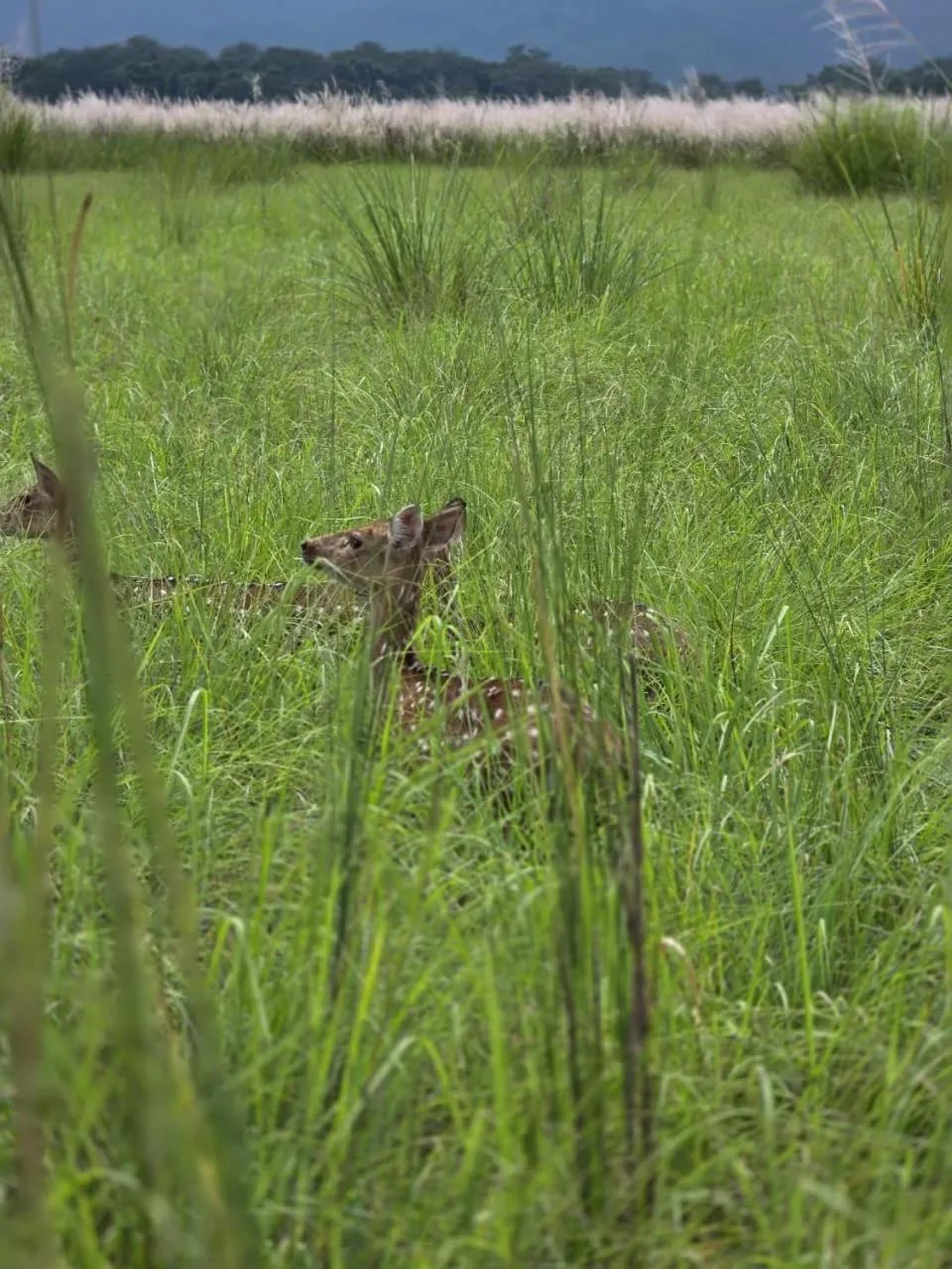 Natural landscape in Siddhartha Wildlife Retreat