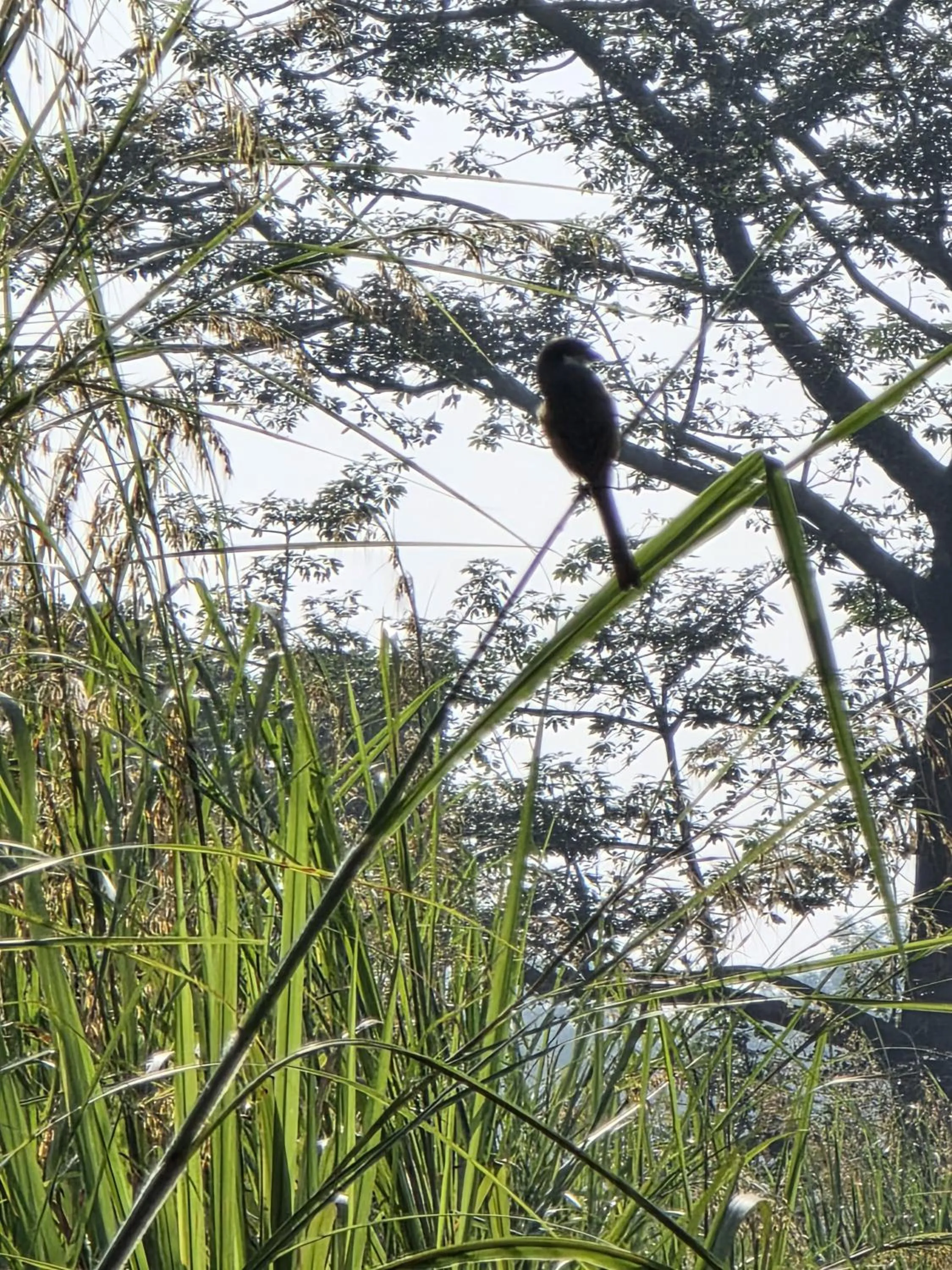 Day in Siddhartha Wildlife Retreat