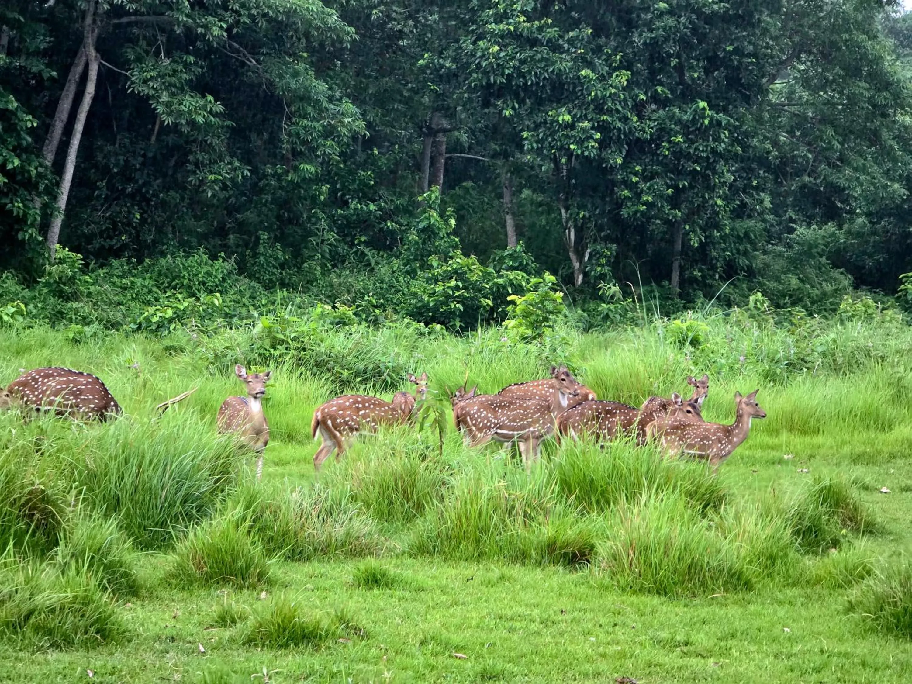 Activities in Siddhartha Wildlife Retreat
