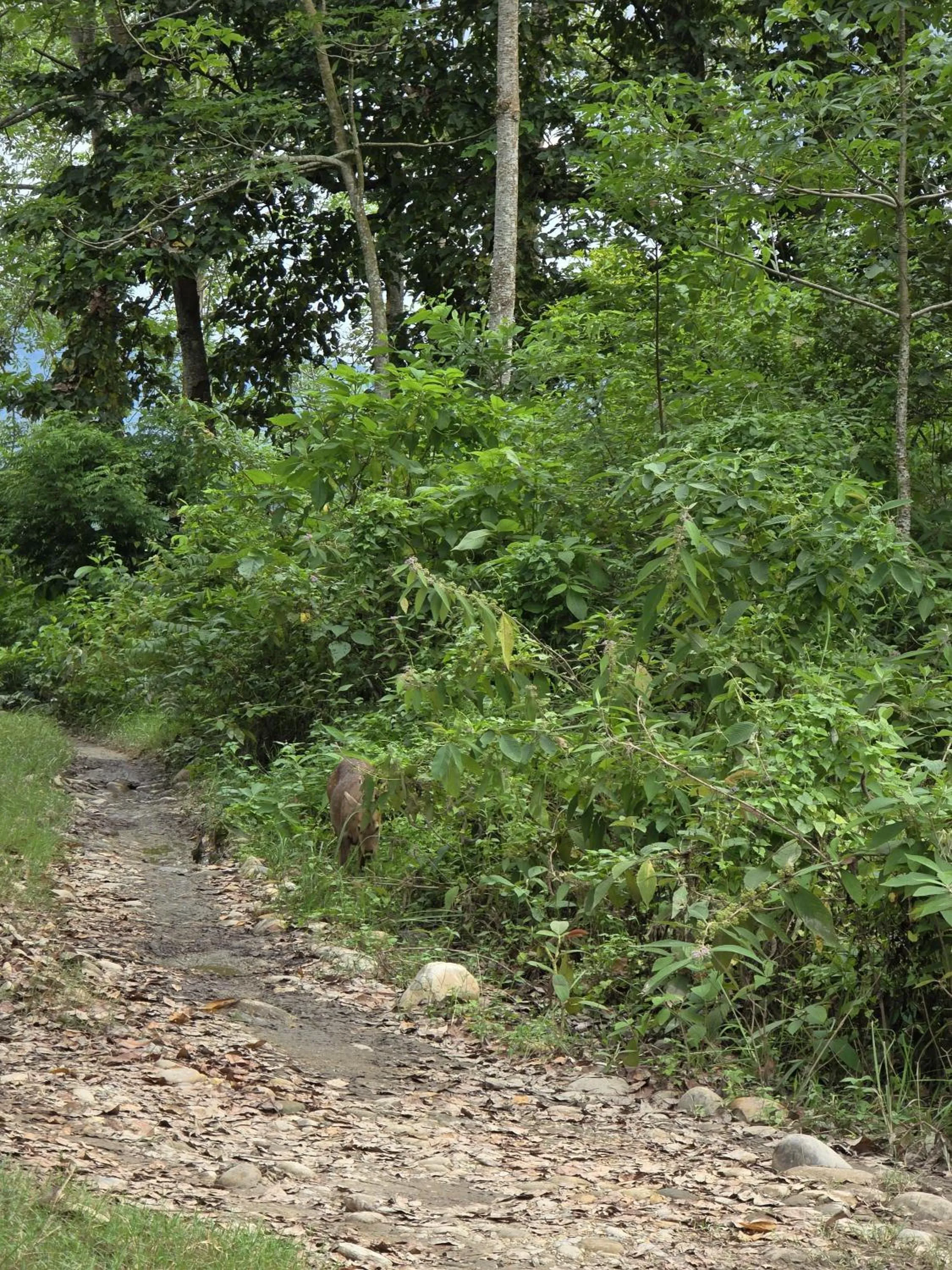 Natural landscape in Siddhartha Wildlife Retreat