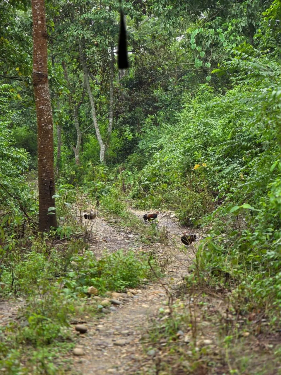 Activities in Siddhartha Wildlife Retreat