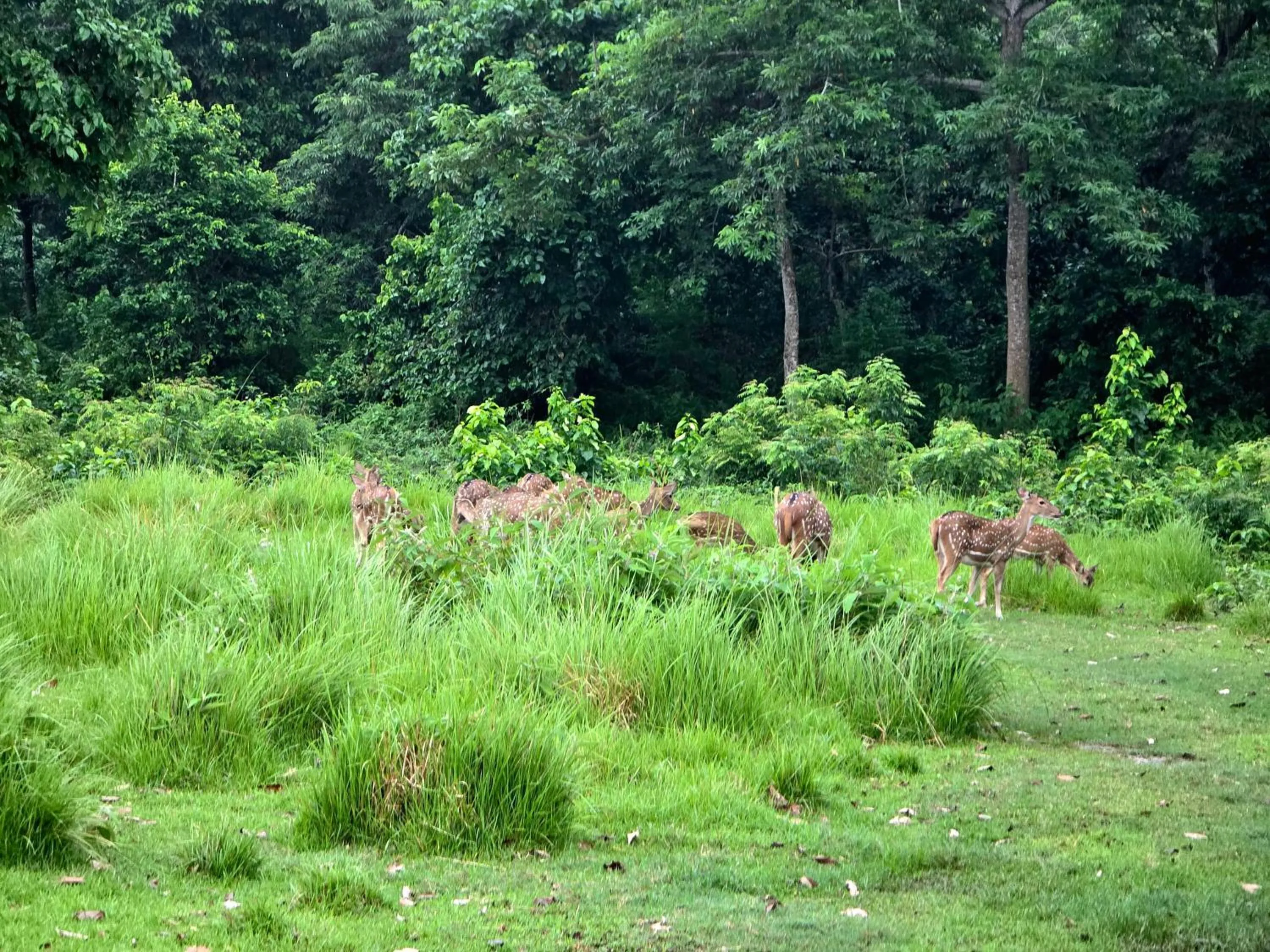 Day in Siddhartha Wildlife Retreat