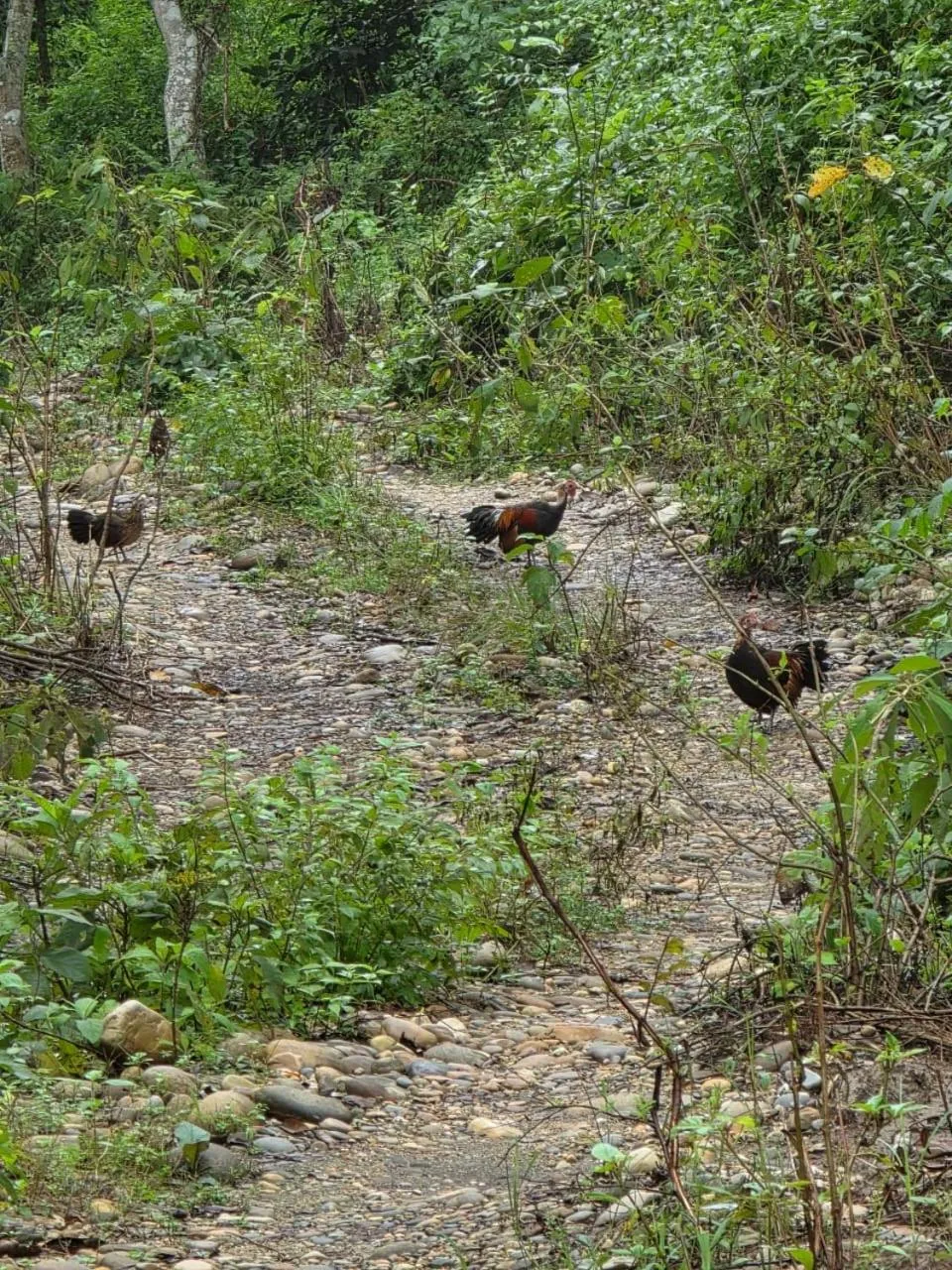 Day in Siddhartha Wildlife Retreat