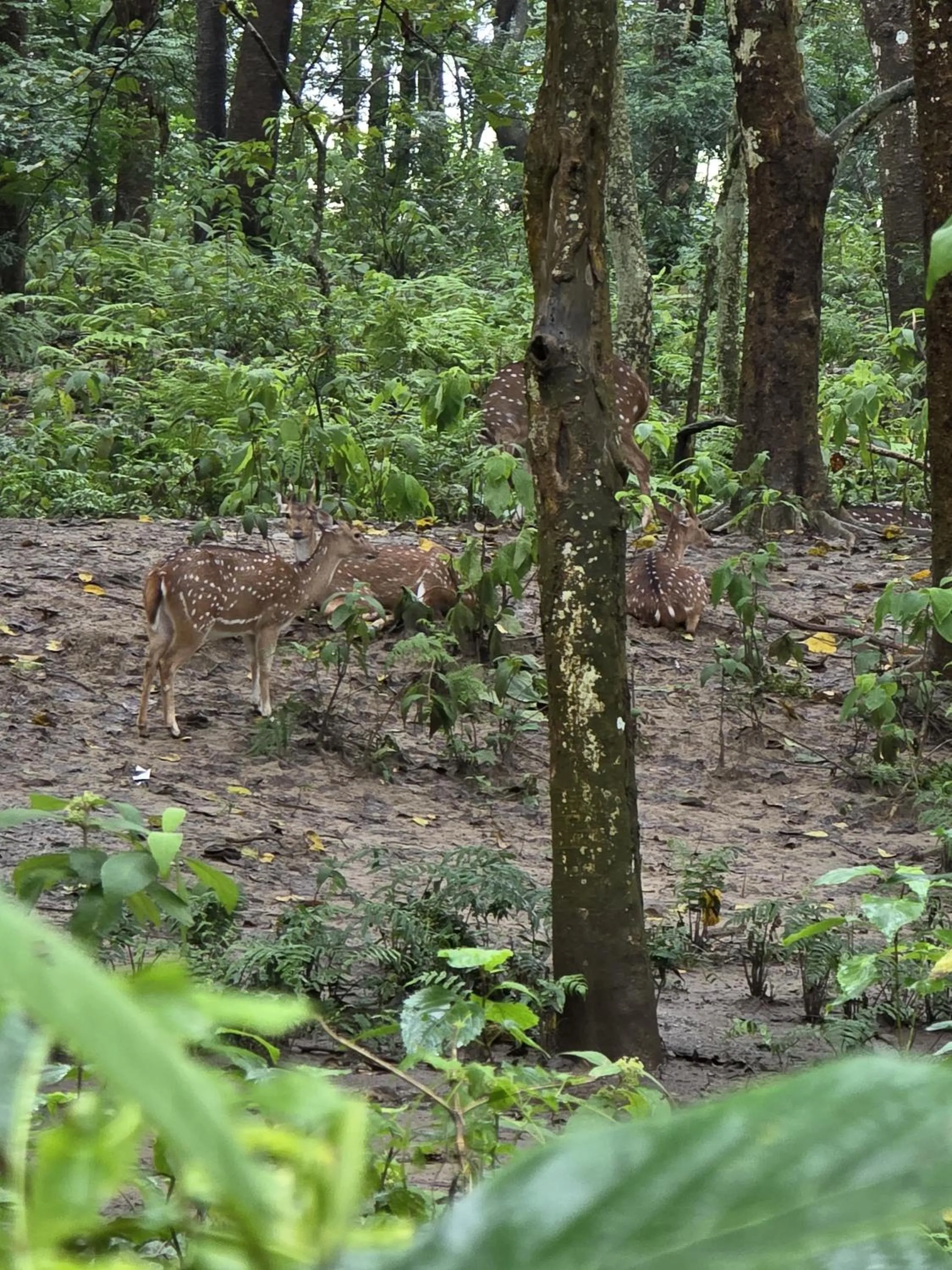 Natural landscape in Siddhartha Wildlife Retreat