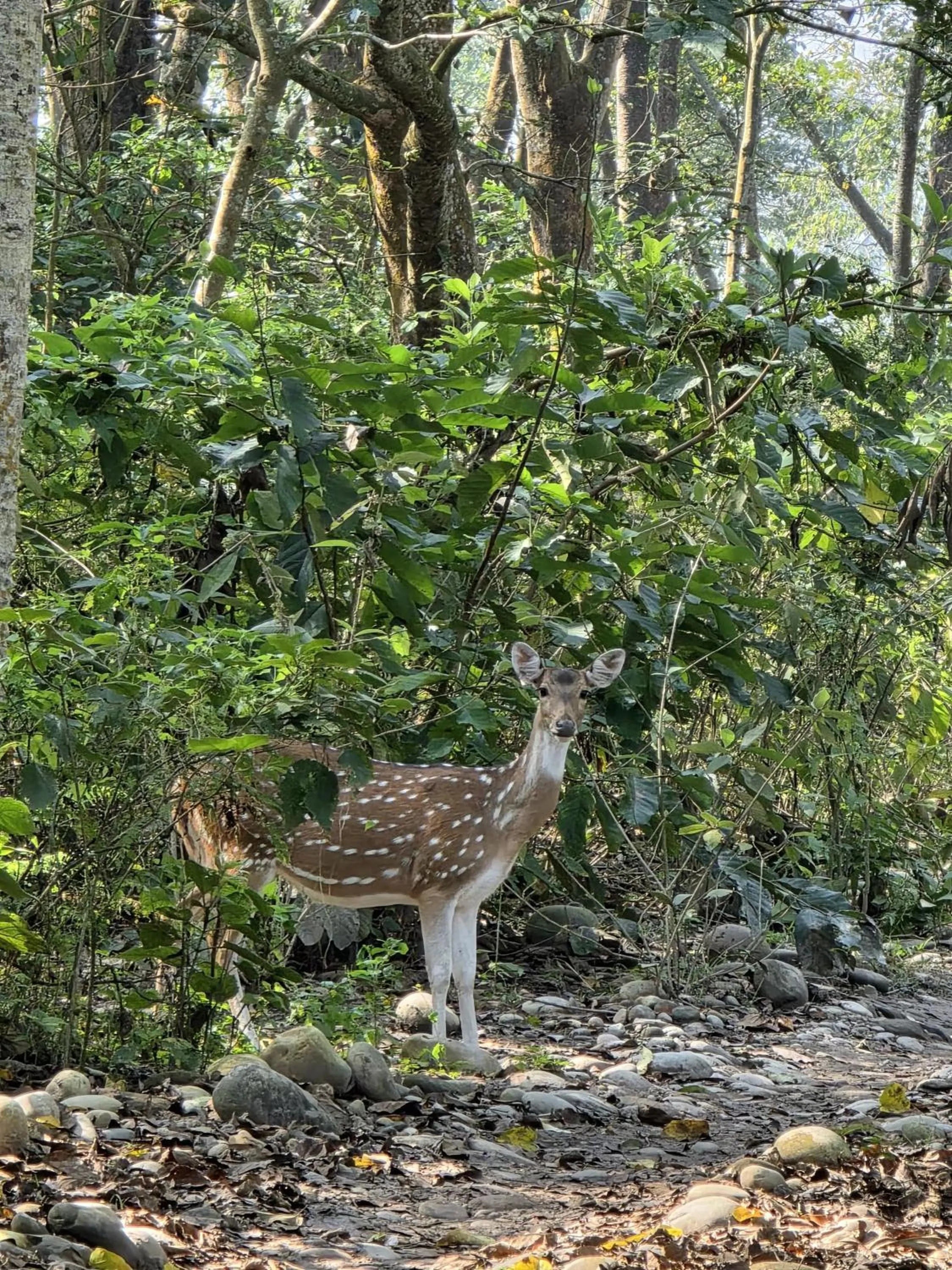 Natural landscape in Siddhartha Wildlife Retreat
