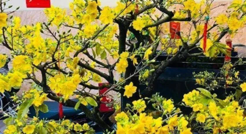 Son Tung Hotel - De Tham Street