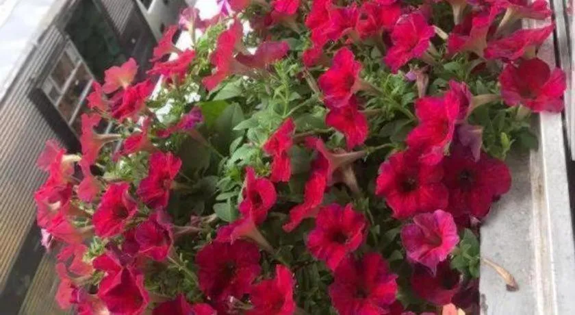 Son Tung Hotel - De Tham Street