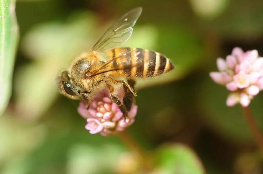 OYO 229 Parkland Hotel