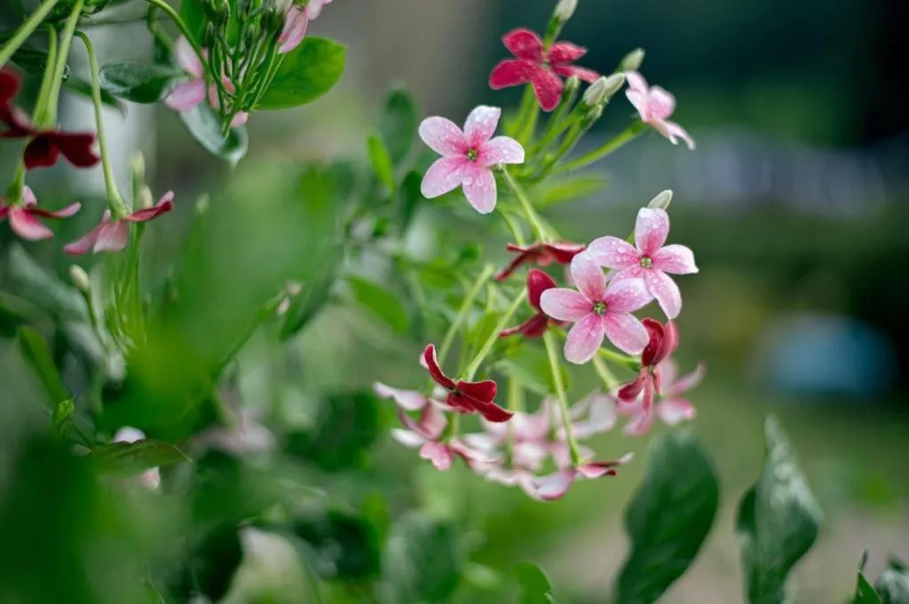 CoZy House Chiangrai