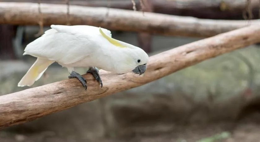 Clark Imperial Hotel