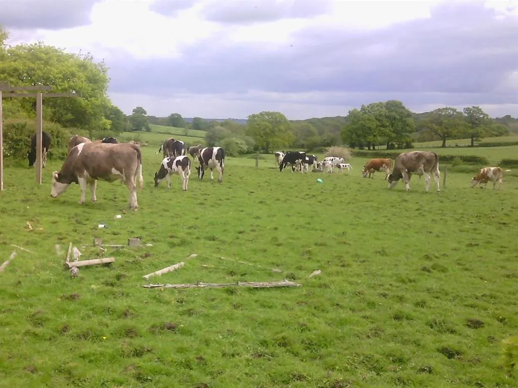 View (from property/room) in Beoley Lodge