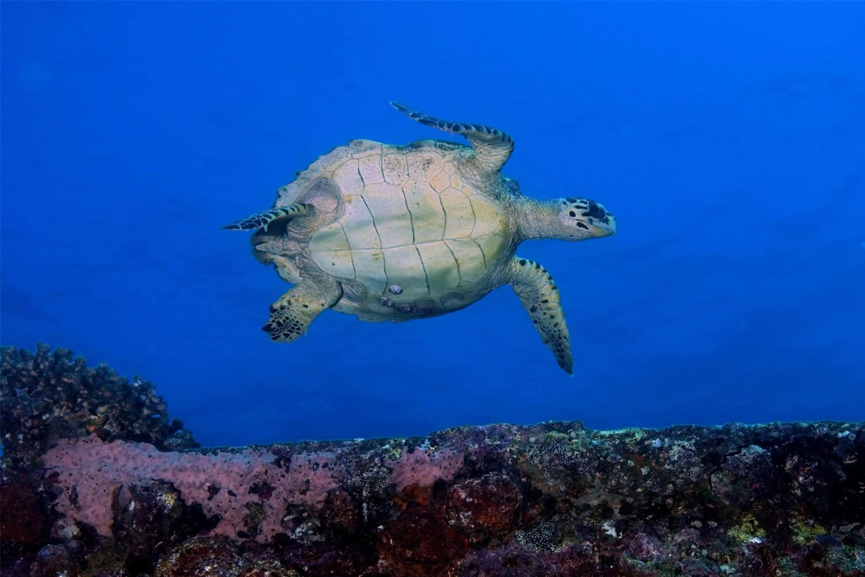 Location in Djibouti Palace Kempinski