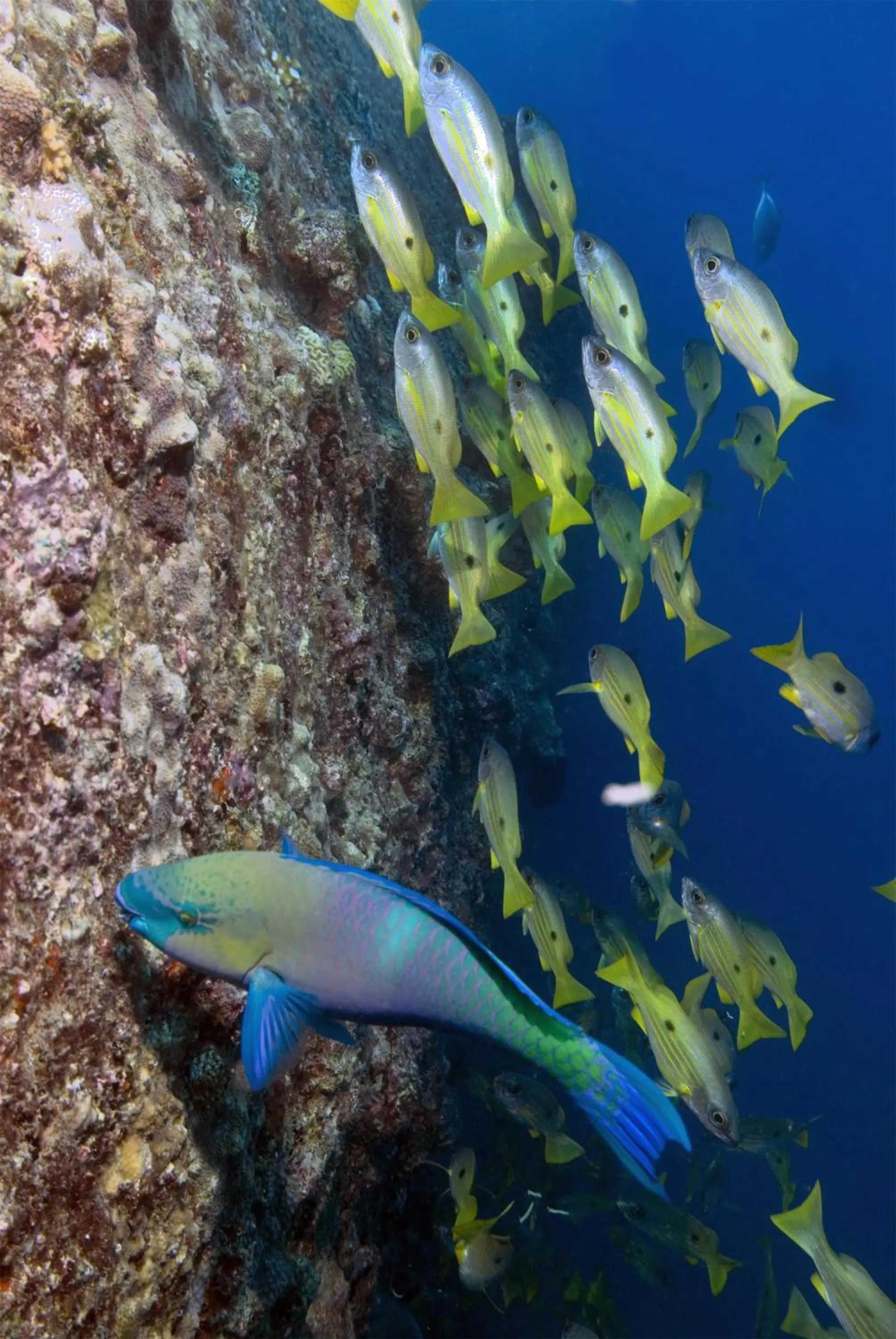 Location in Djibouti Palace Kempinski