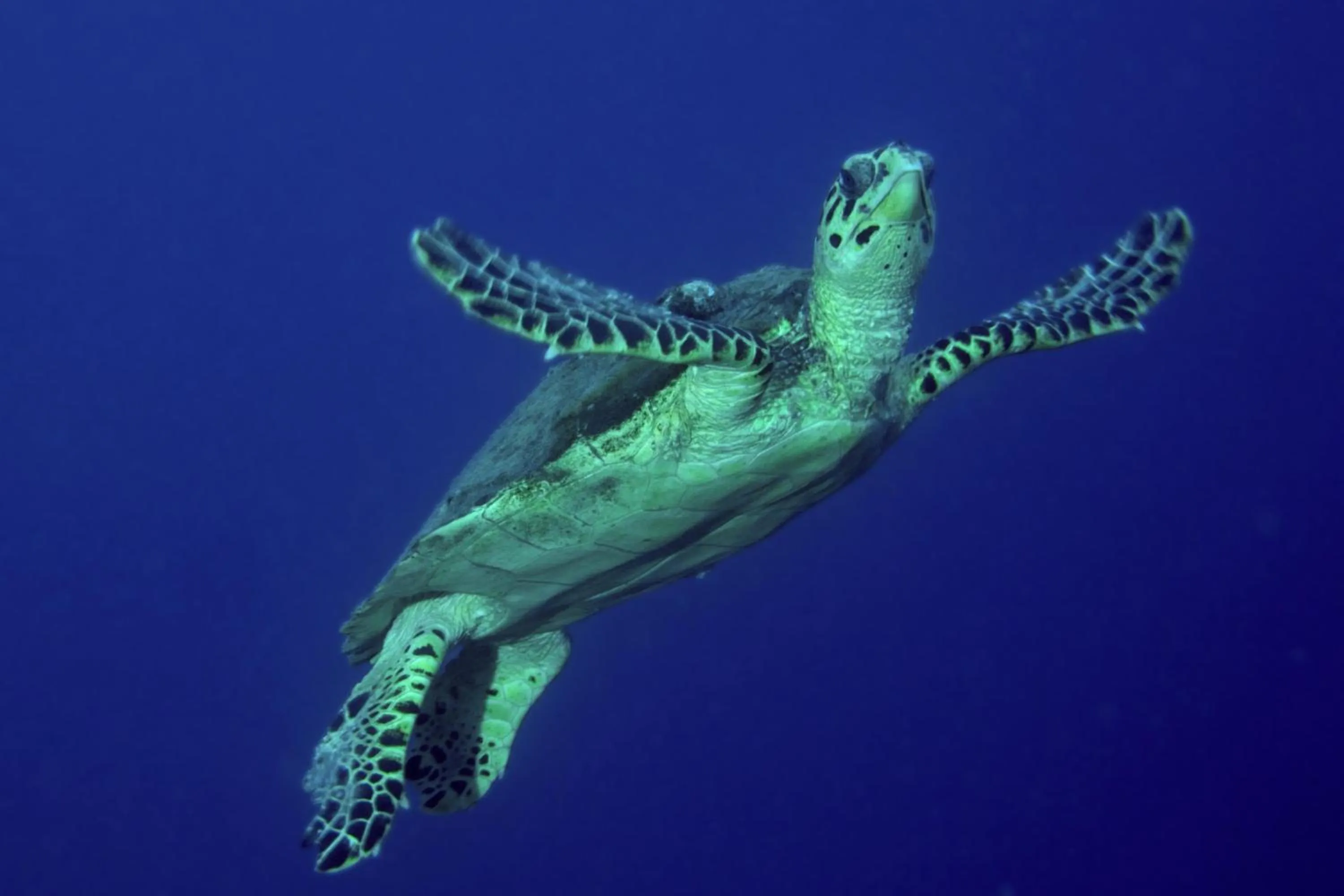 Other in Djibouti Palace Kempinski