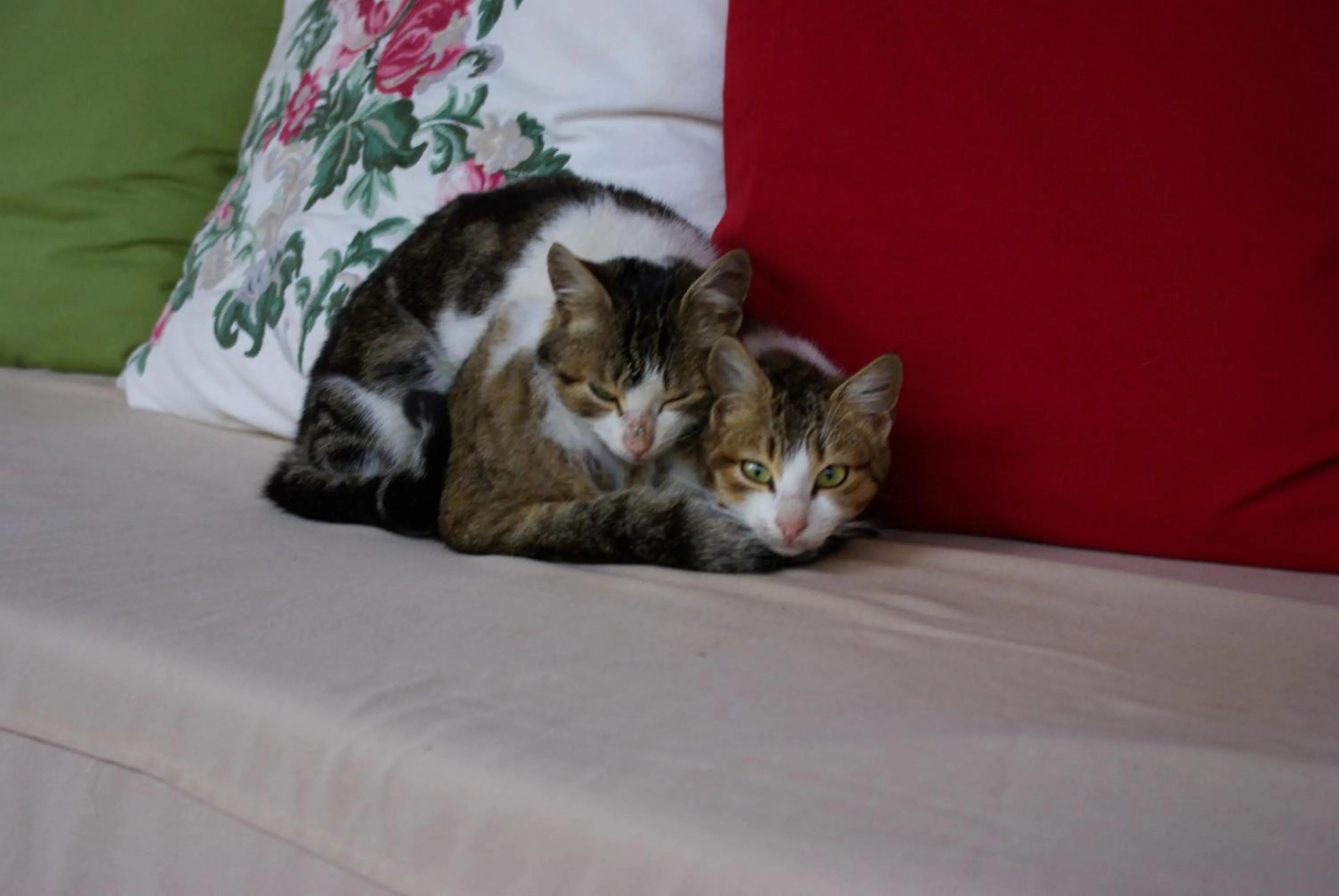 Pets in Birgi Hotel Saliha Hanim Tas Konak