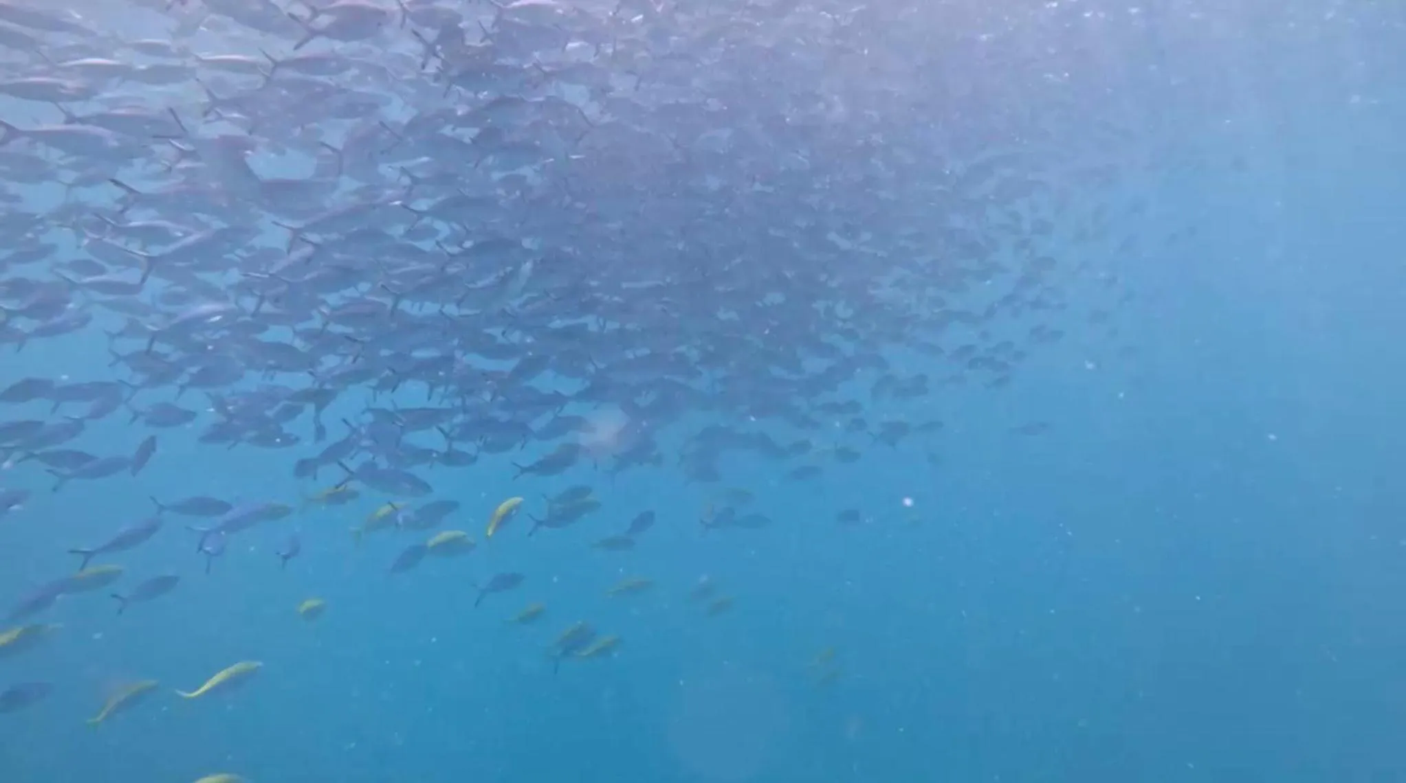 Activities in Ocean Pearl