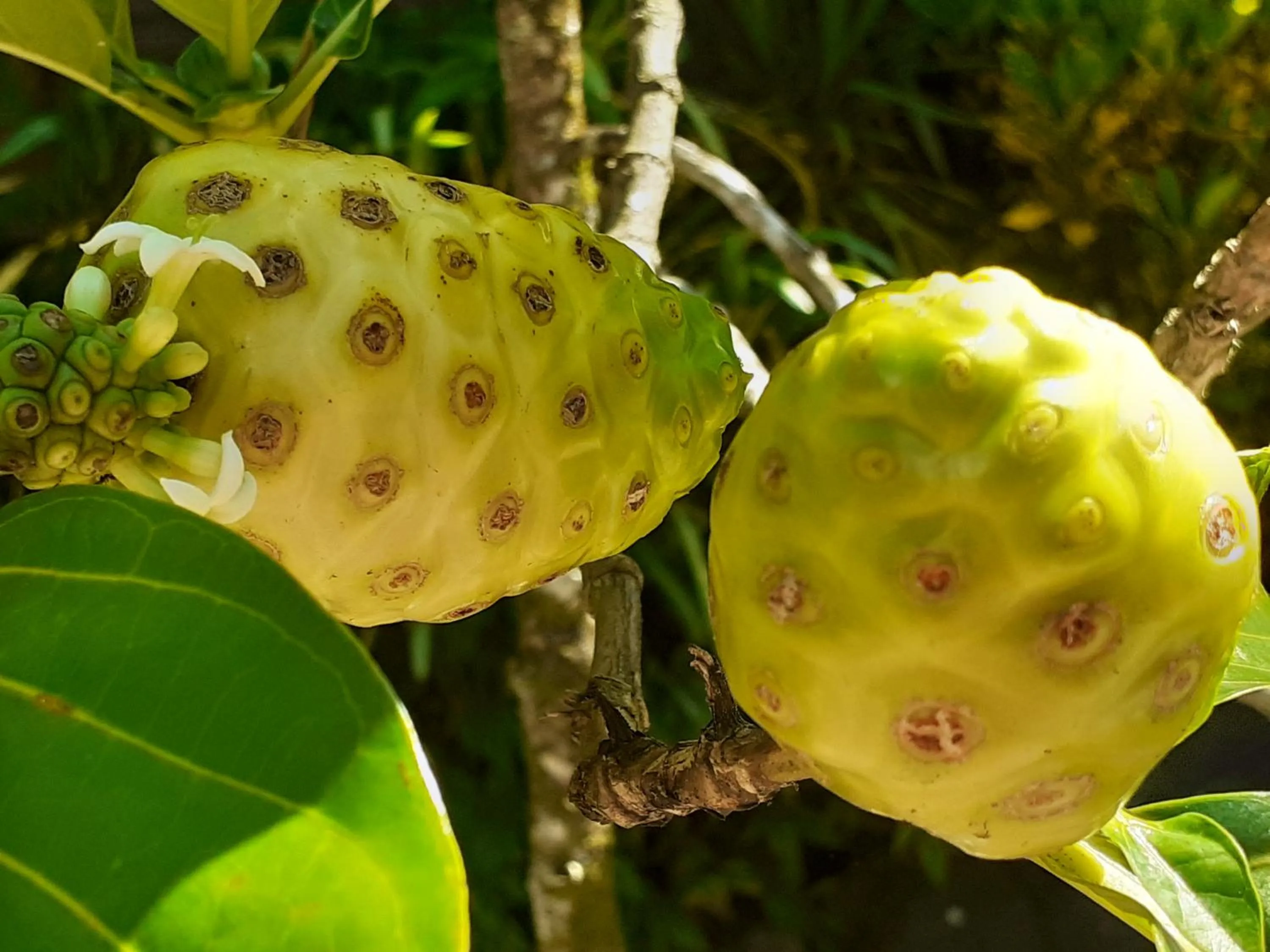 Food and drinks in Pension Les Trois Cascades