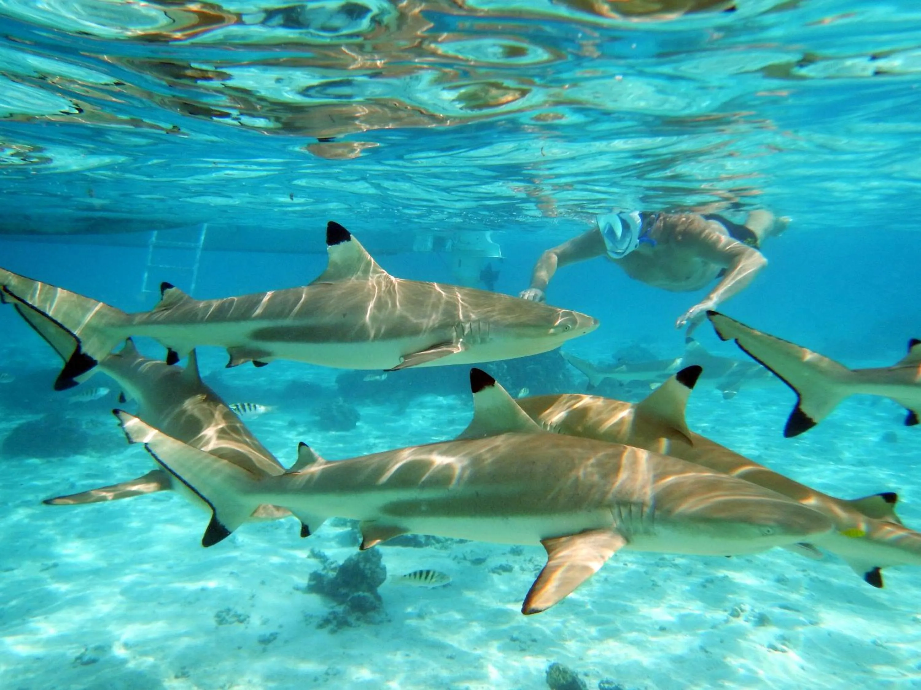 Snorkeling in Pension Les Trois Cascades