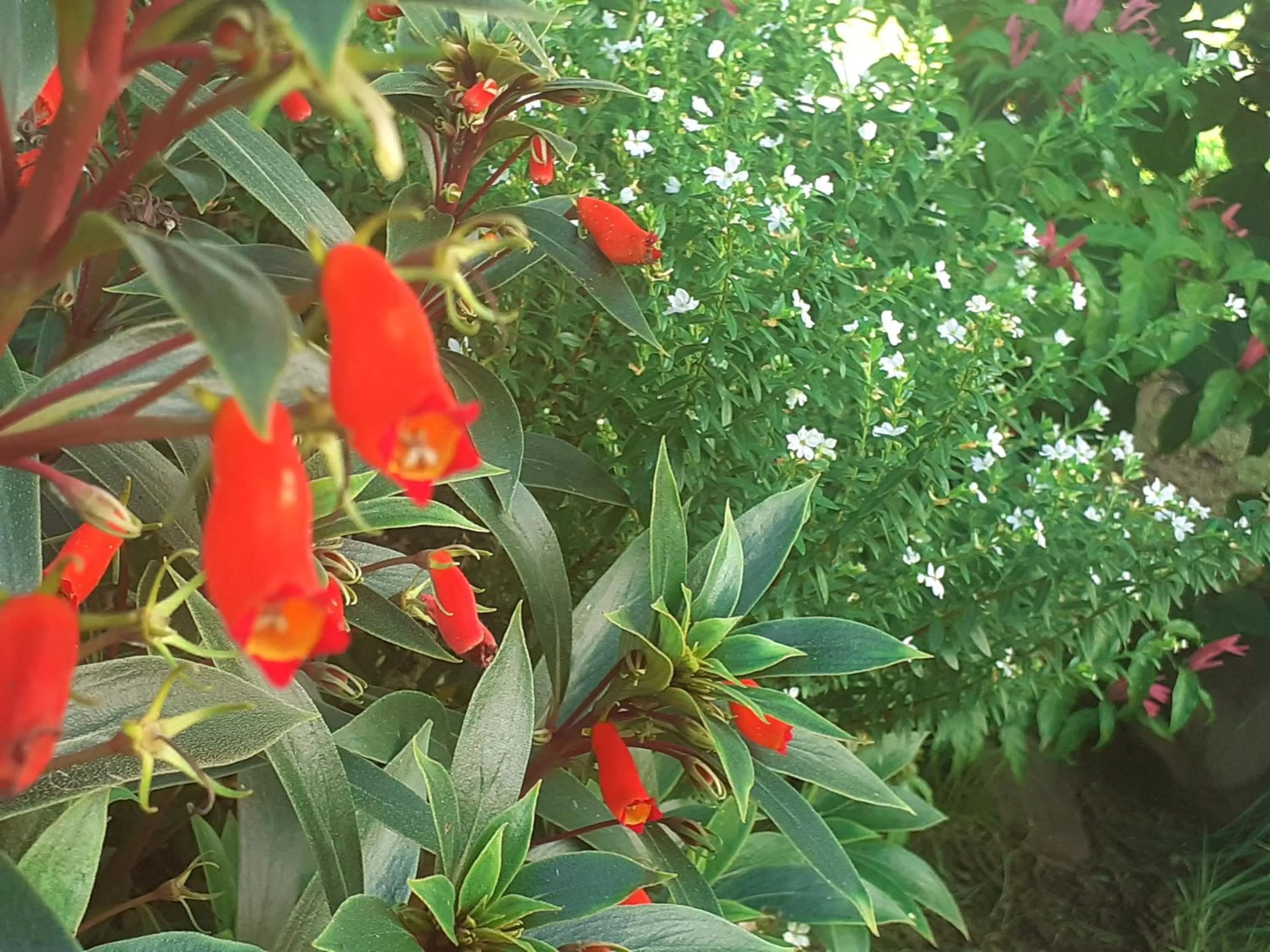 Animals in Pension Les Trois Cascades