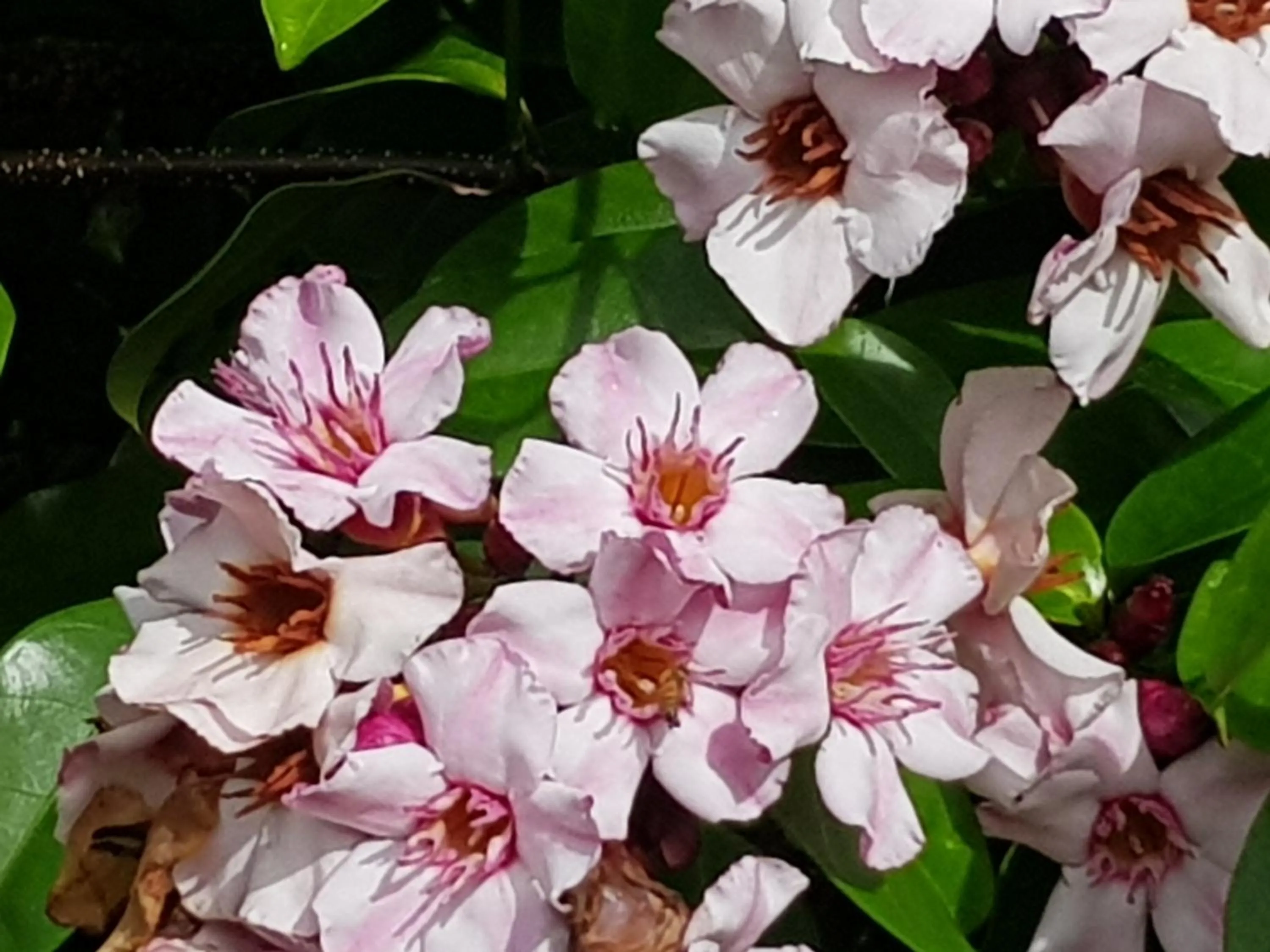 Garden in Pension Les Trois Cascades