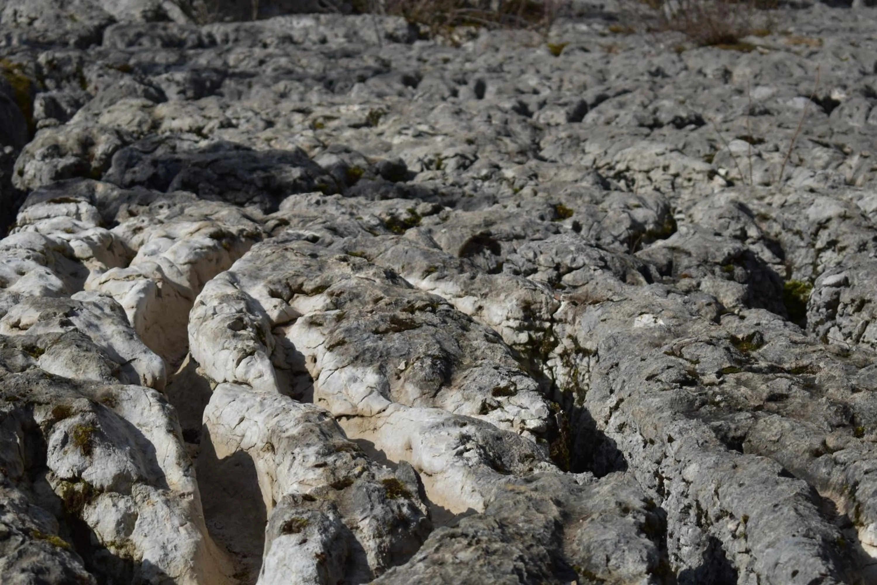 Natural landscape in Hôtel Le Mélèze