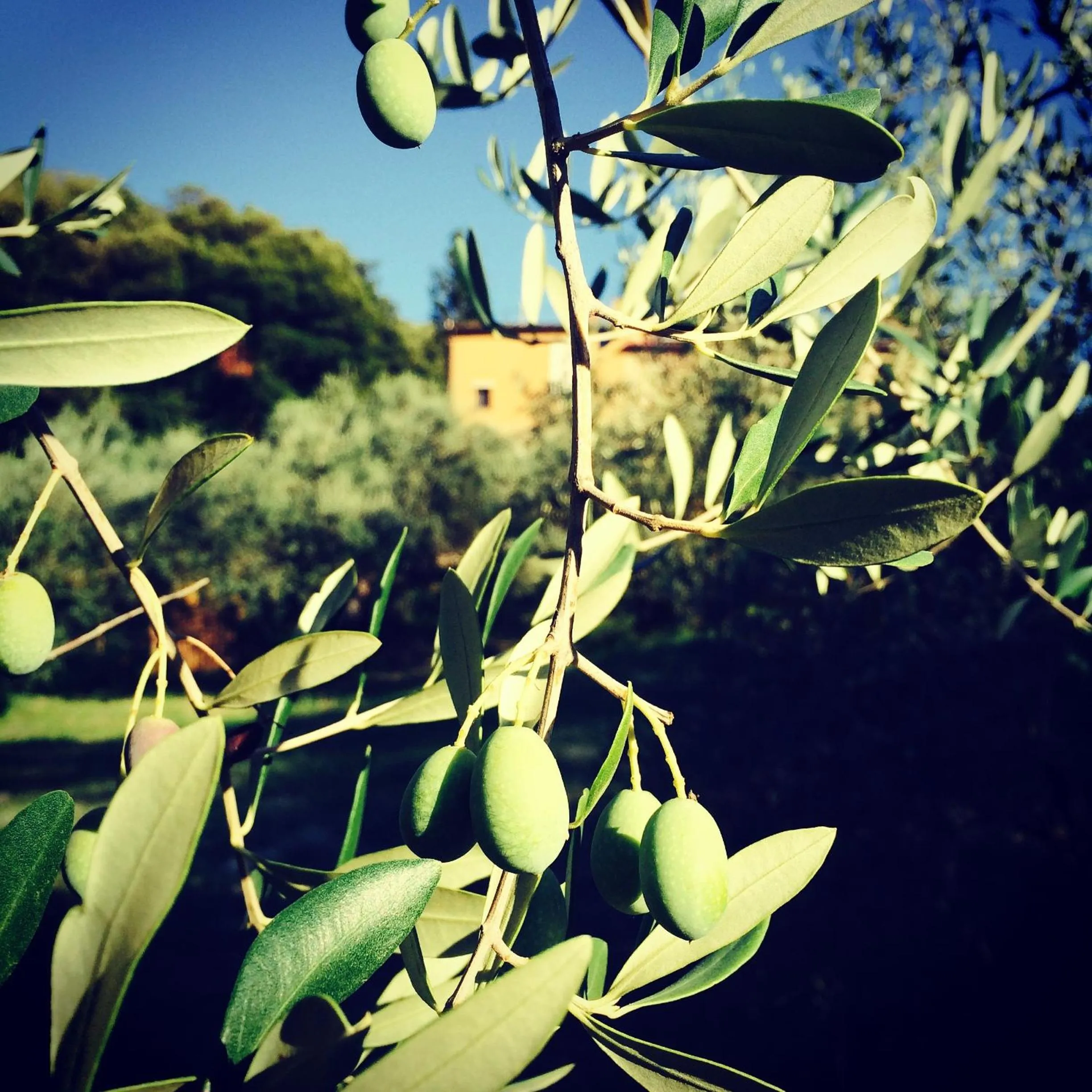 Property building in La Locanda del Barbagianni