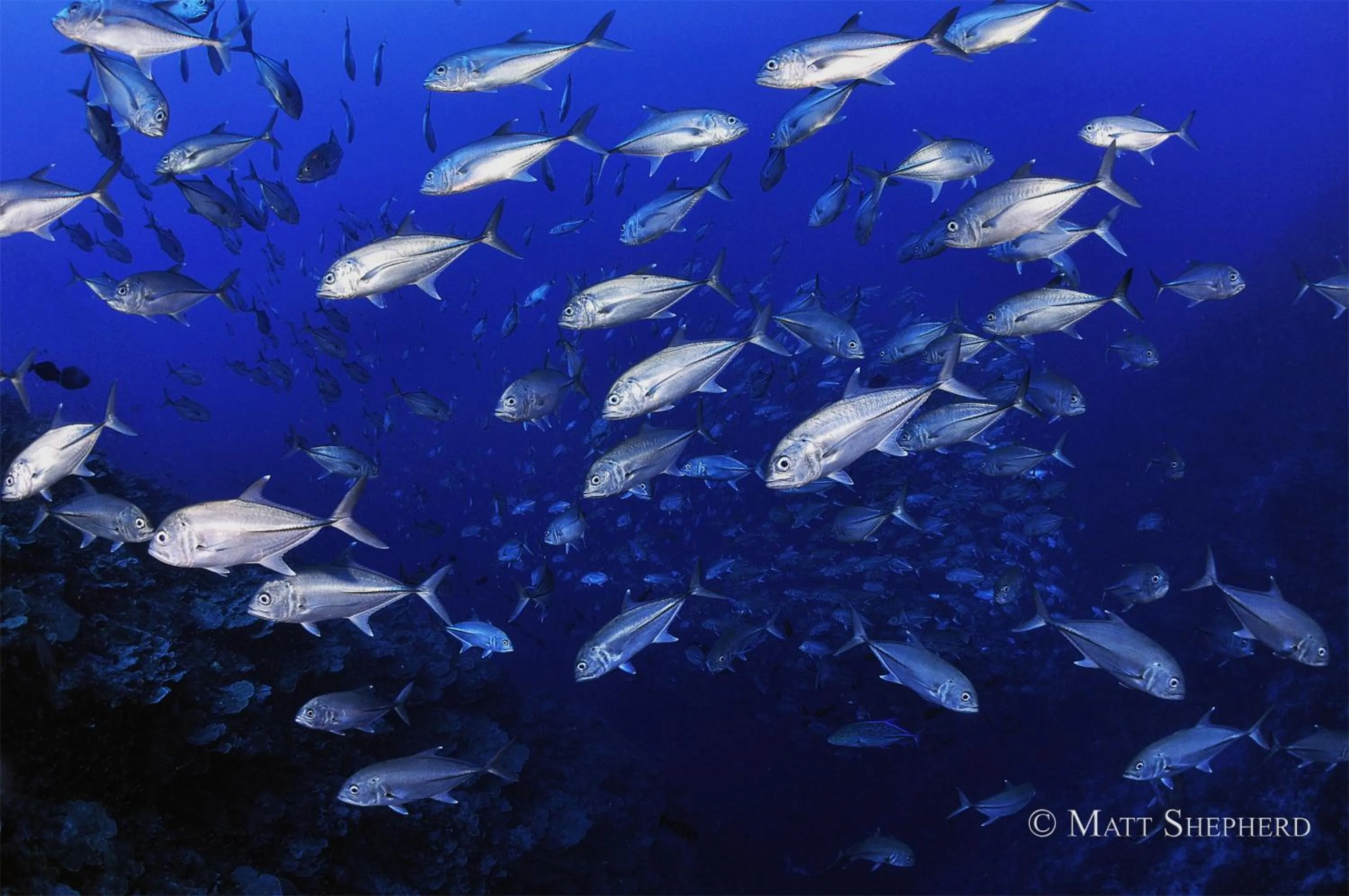 Diving in Kosrae Nautilus Resort