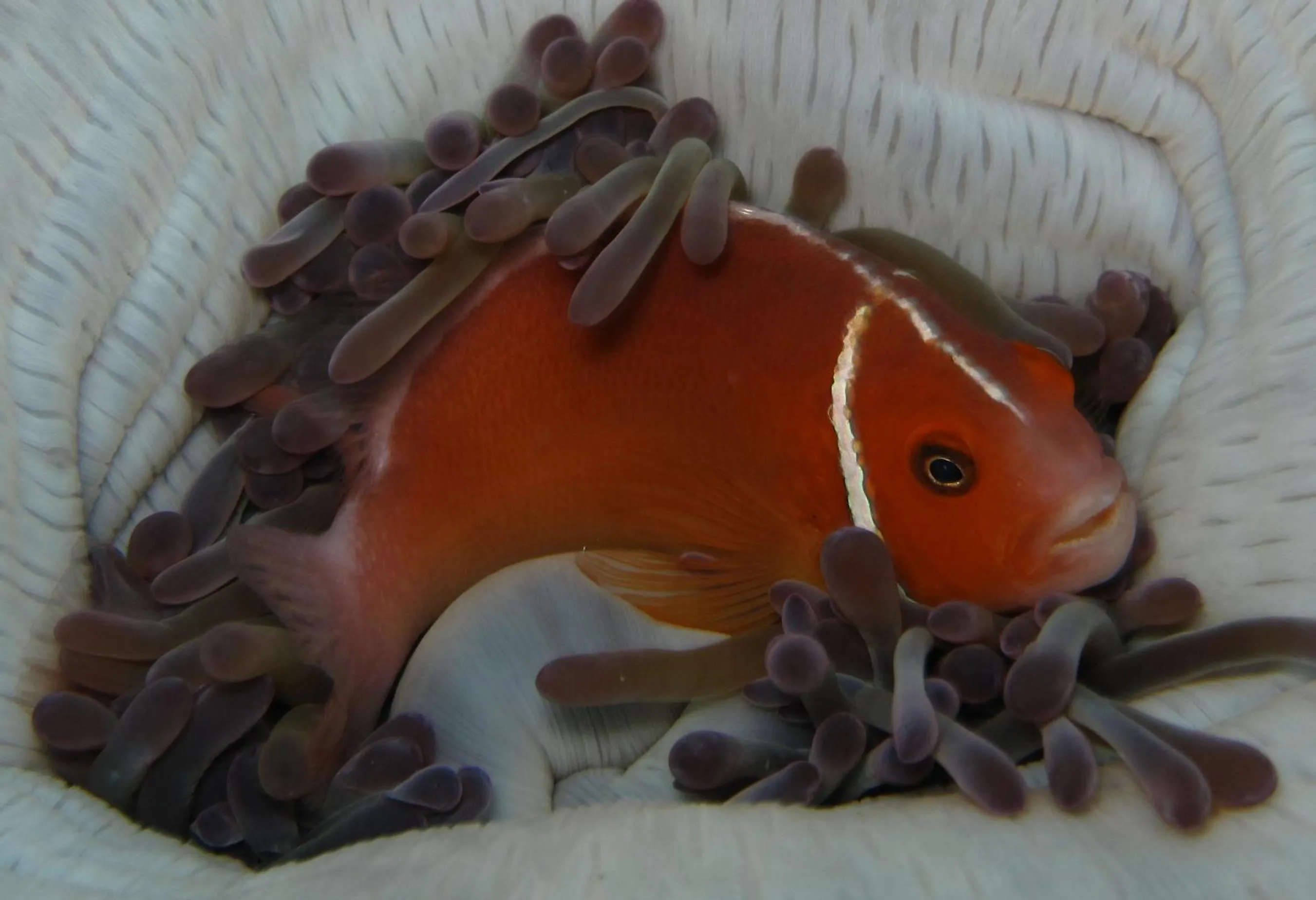 Diving in Kosrae Nautilus Resort