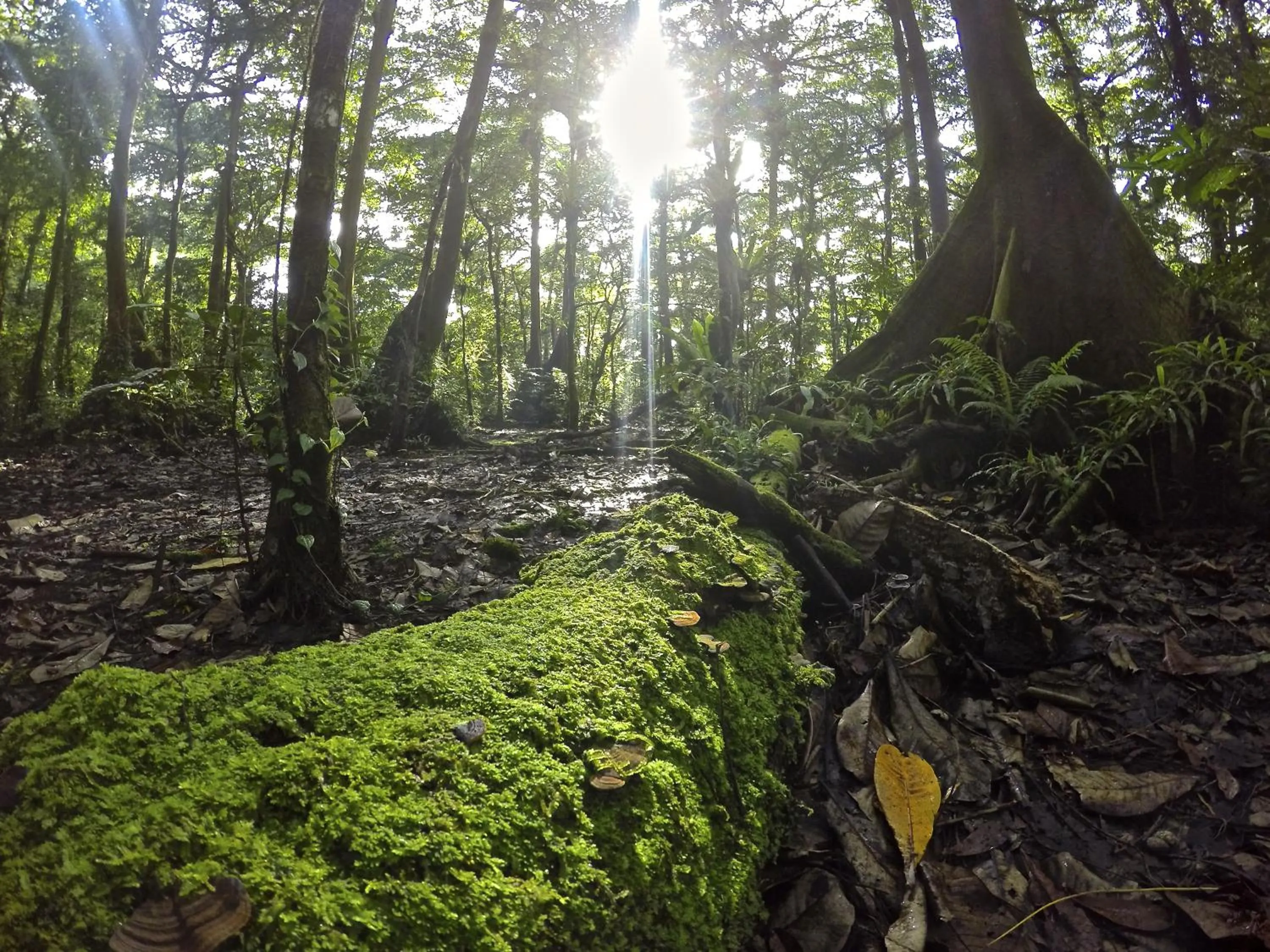Hiking in Kosrae Nautilus Resort