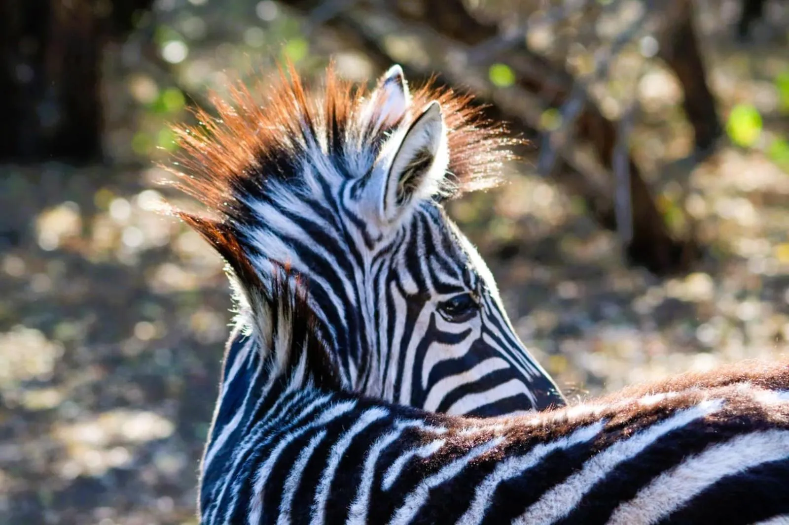 Day in Jackalberry Ridge by Dream Resorts