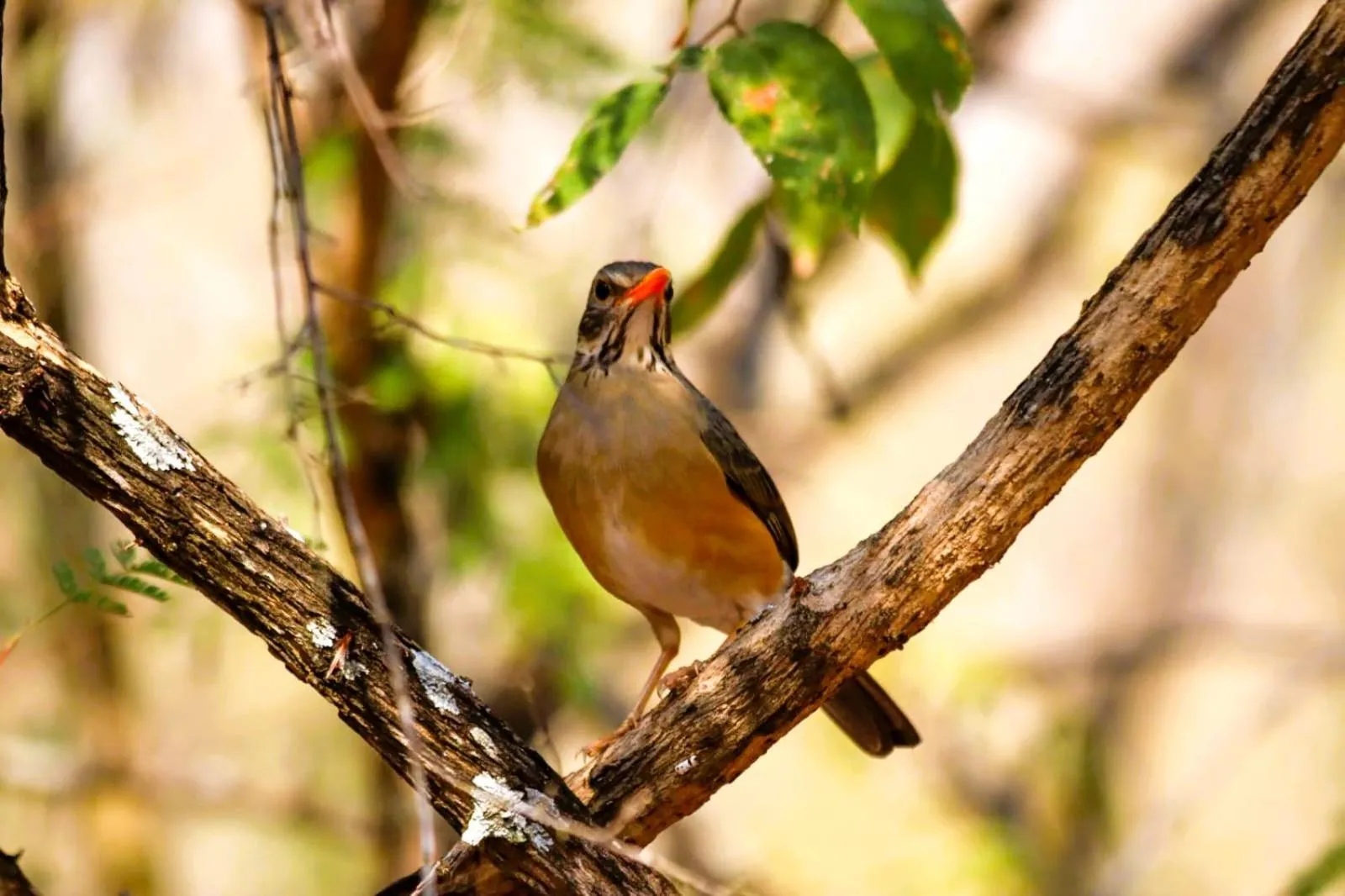 Day in Jackalberry Ridge by Dream Resorts