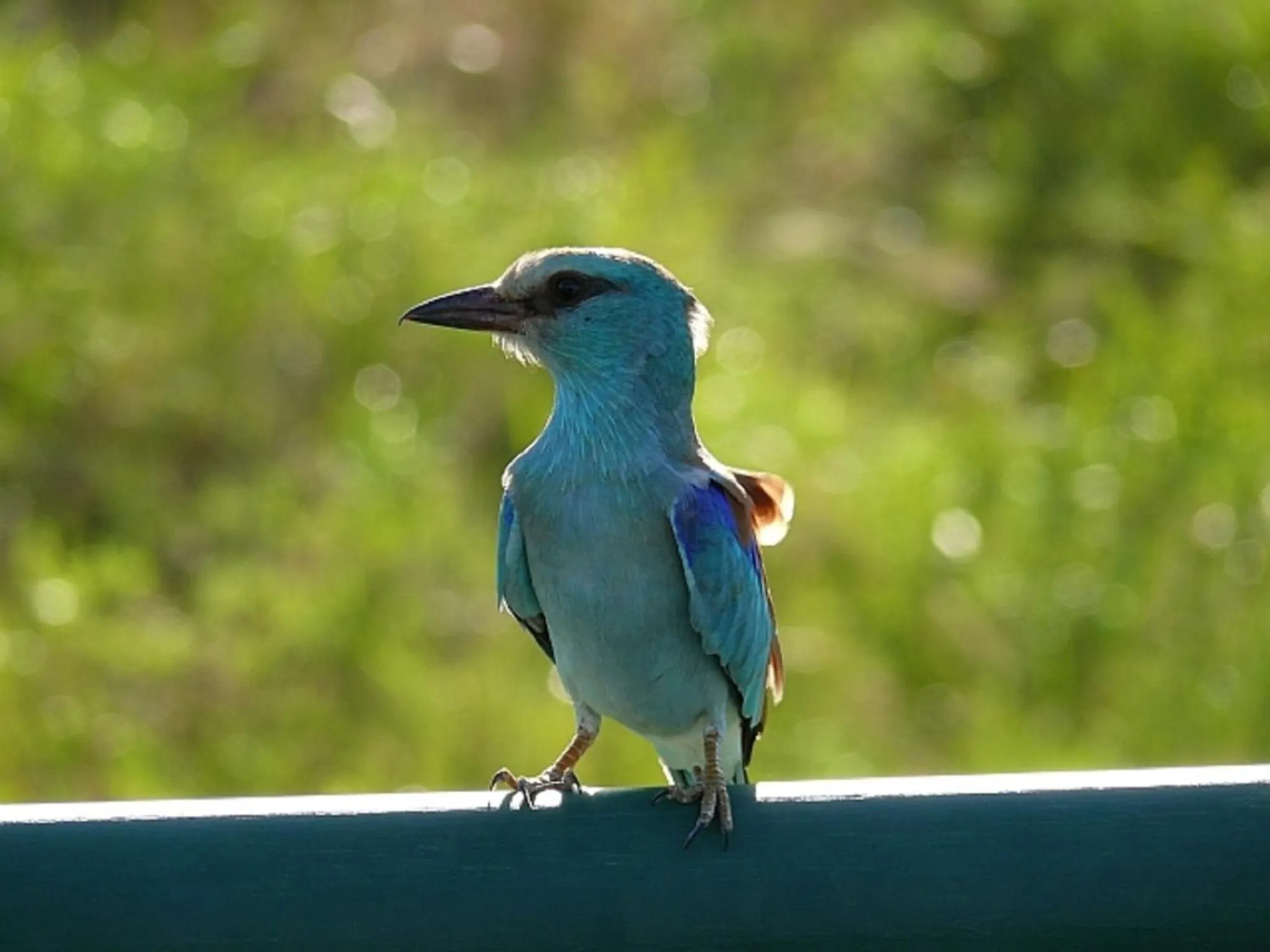 Day in Jackalberry Ridge by Dream Resorts