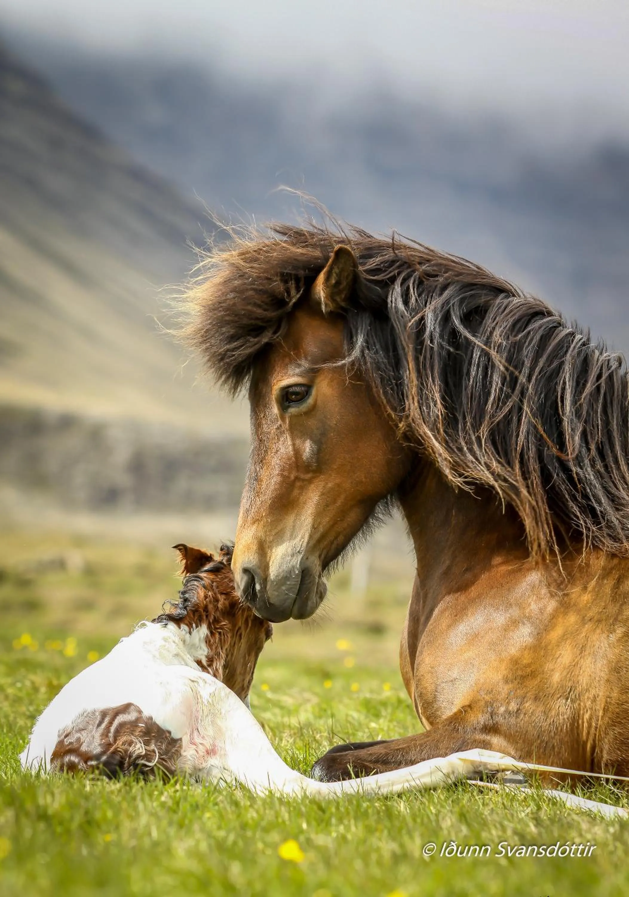Syðra-Skörðugil Guesthouse
