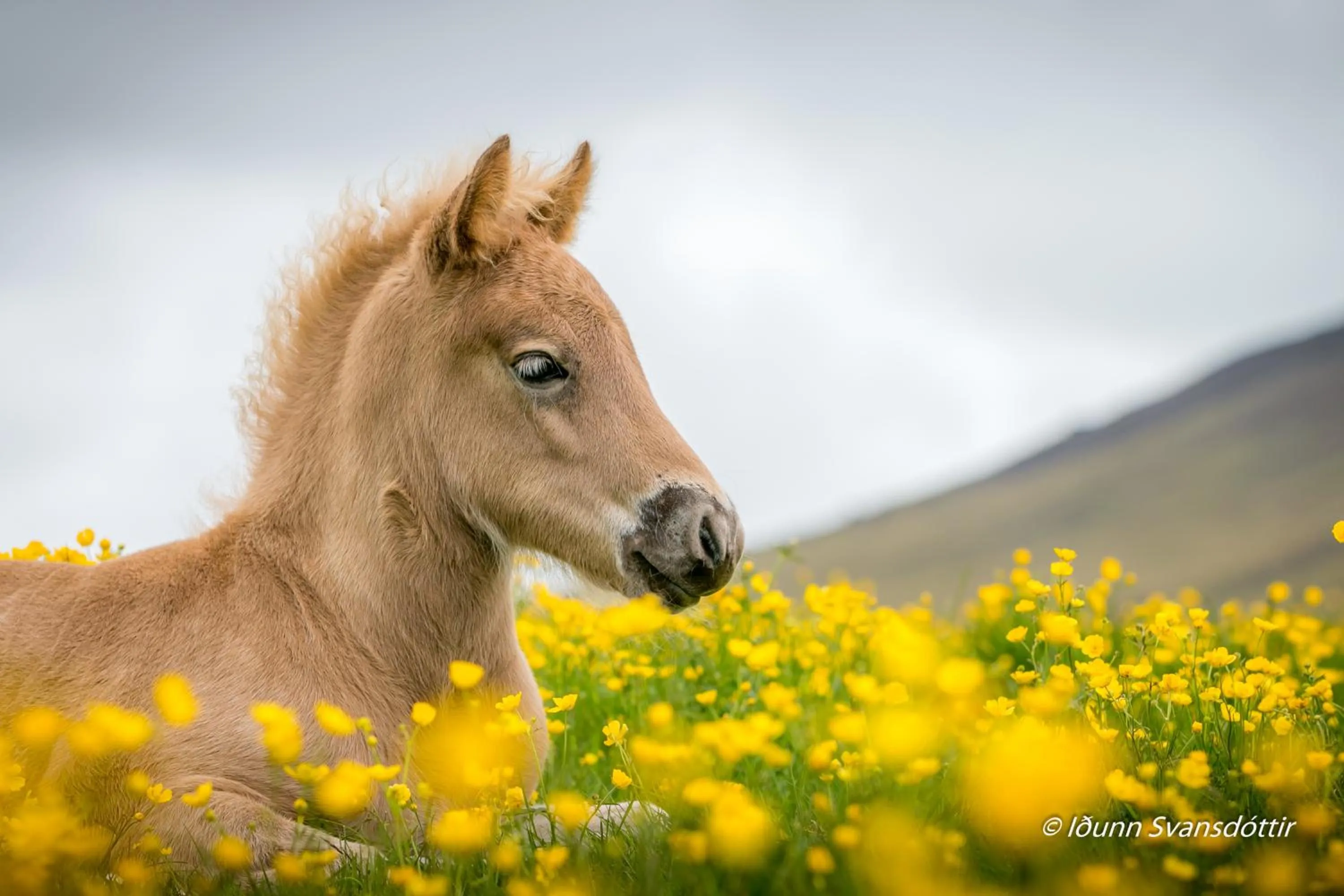 Syðra-Skörðugil Guesthouse