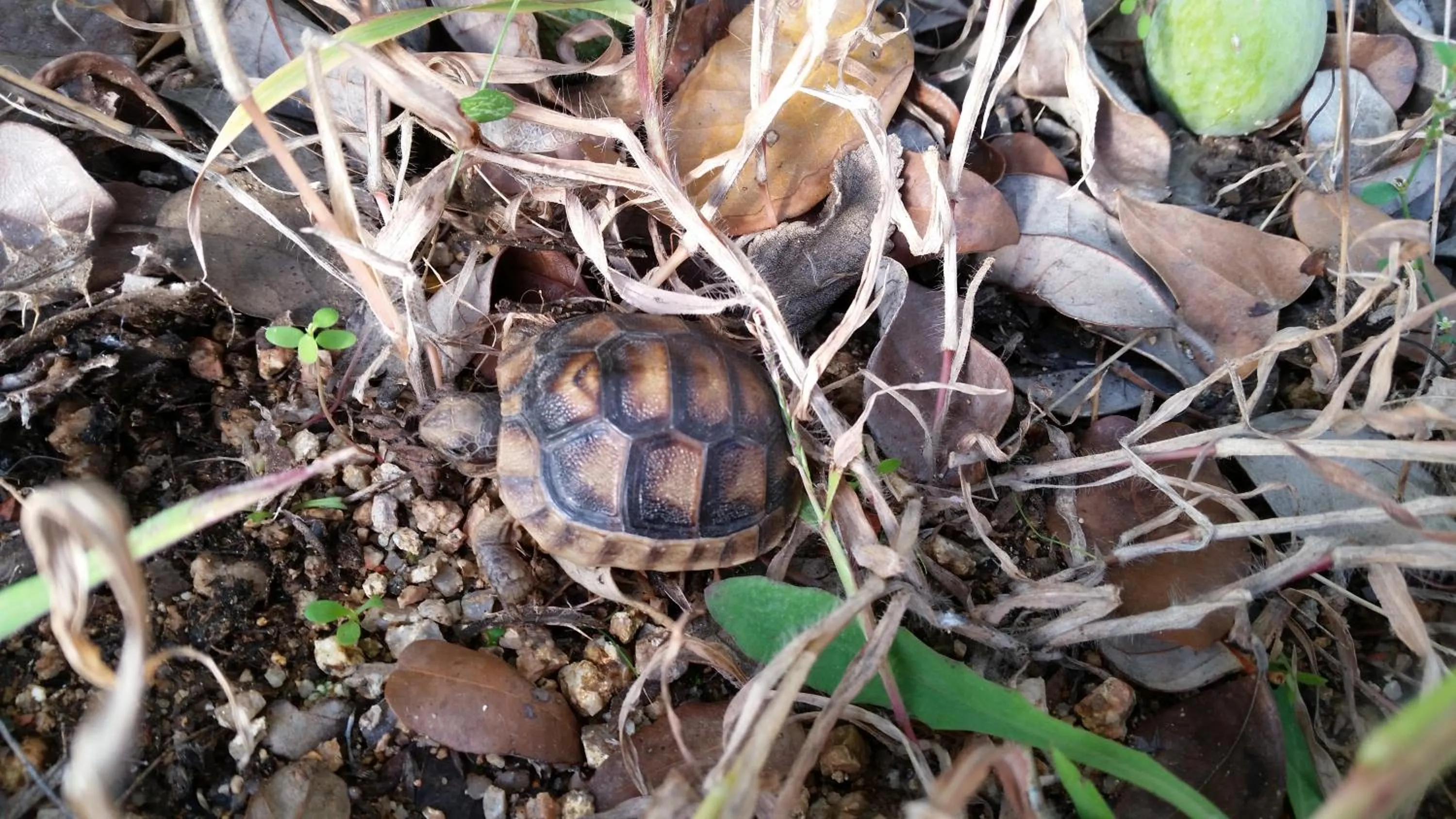 Animals in Dolce Luna