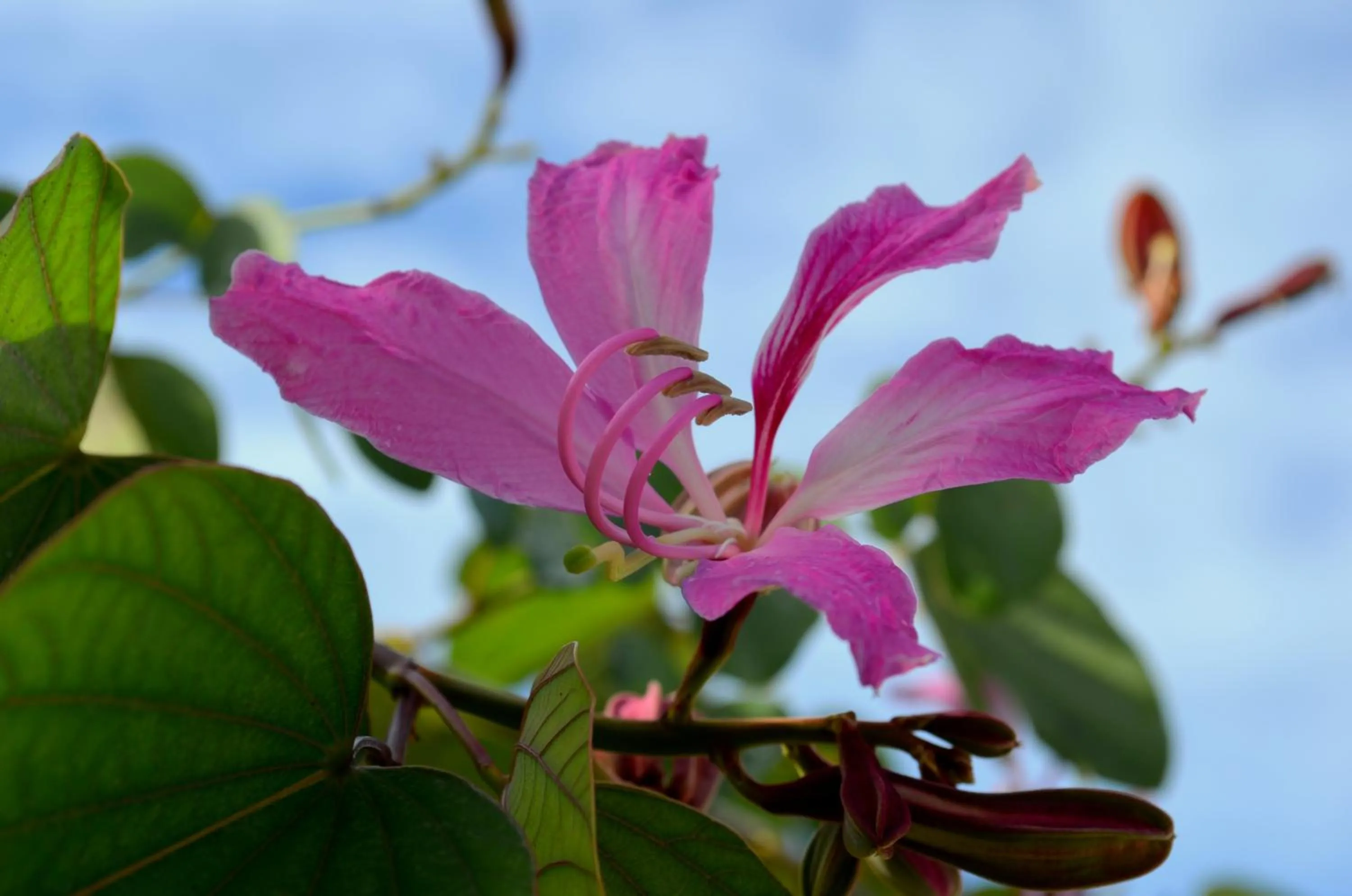 Garden in Residencial Portinari LTDA