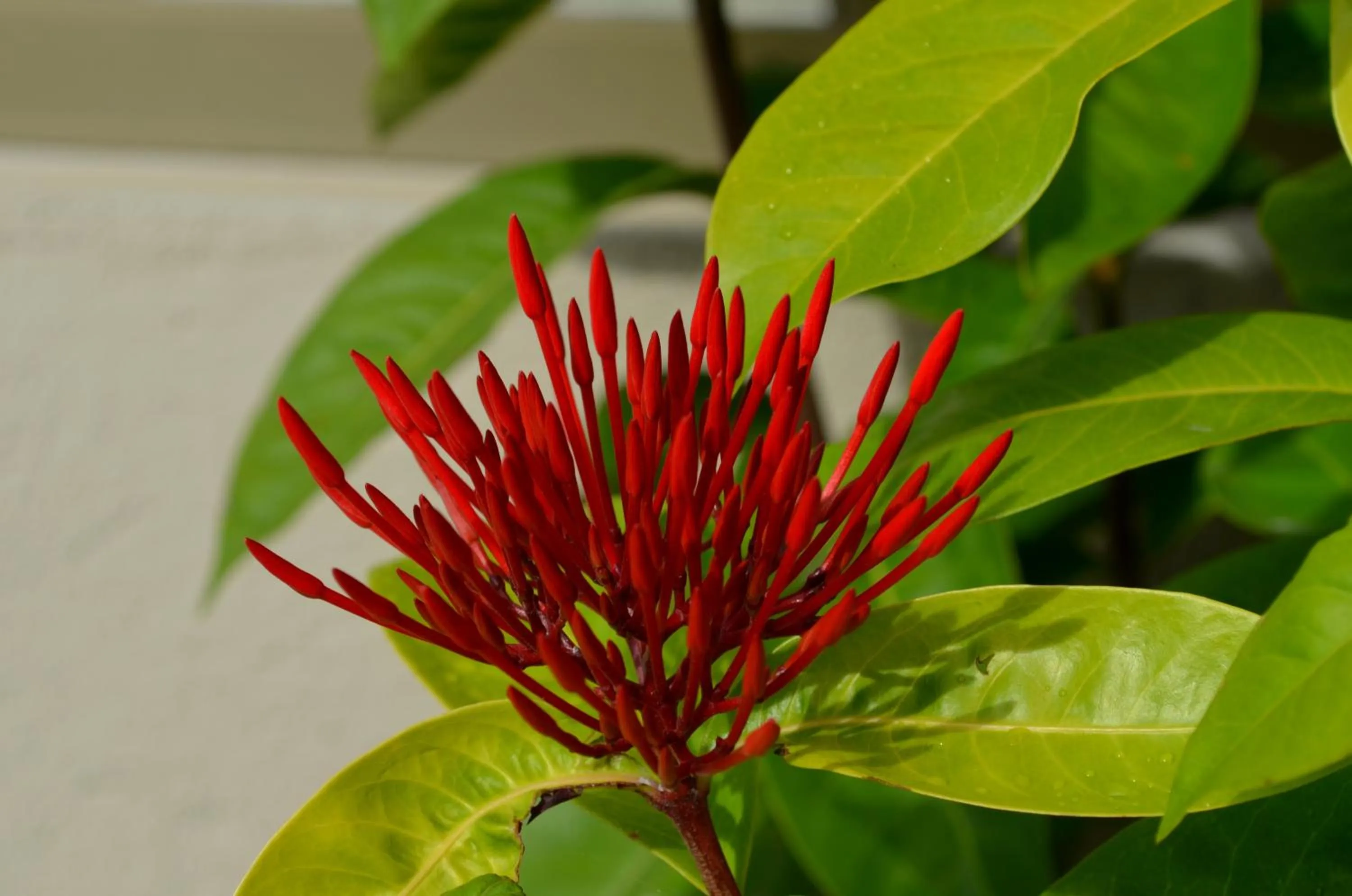 Garden in Residencial Portinari LTDA