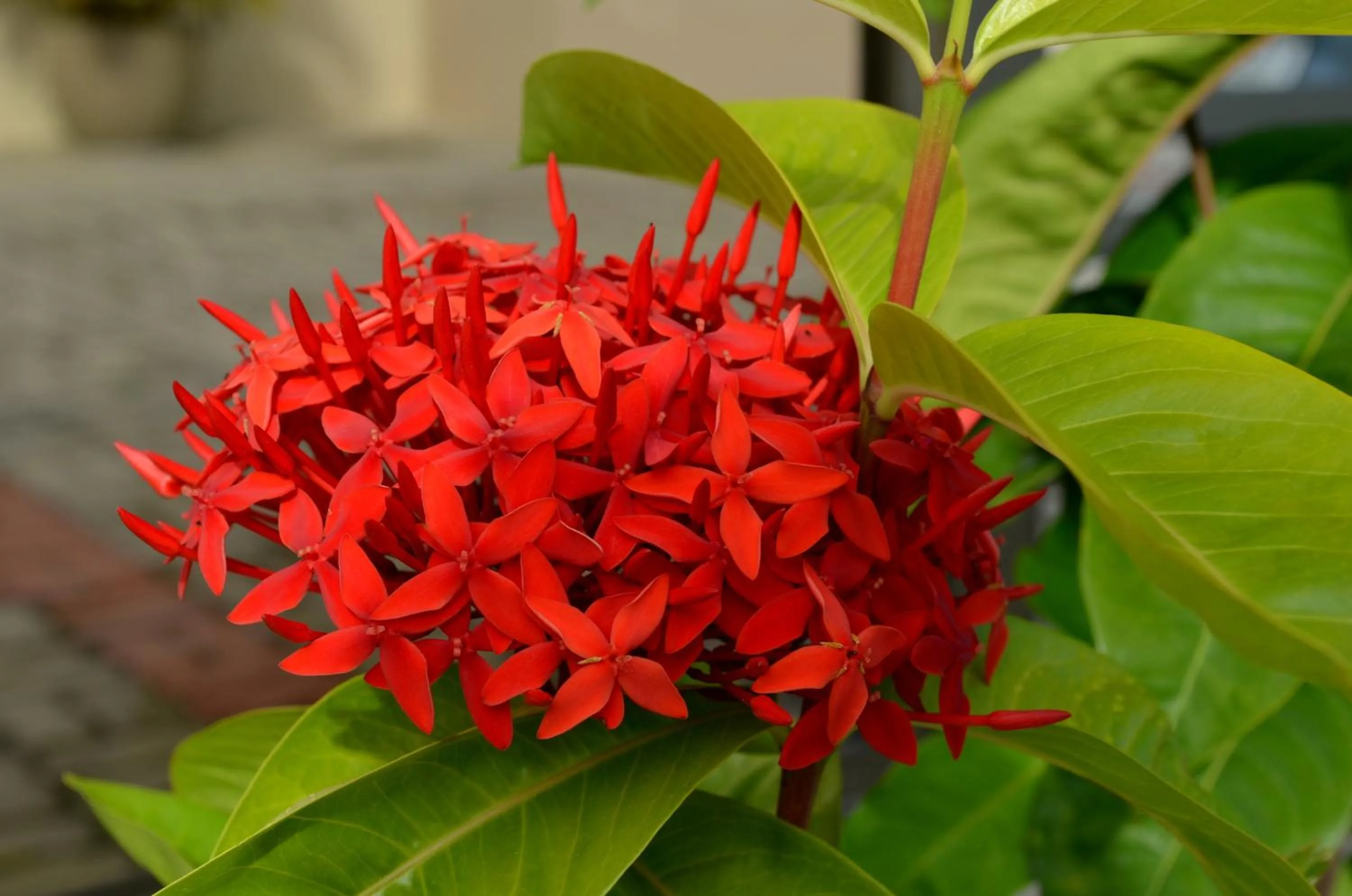 Garden in Residencial Portinari LTDA