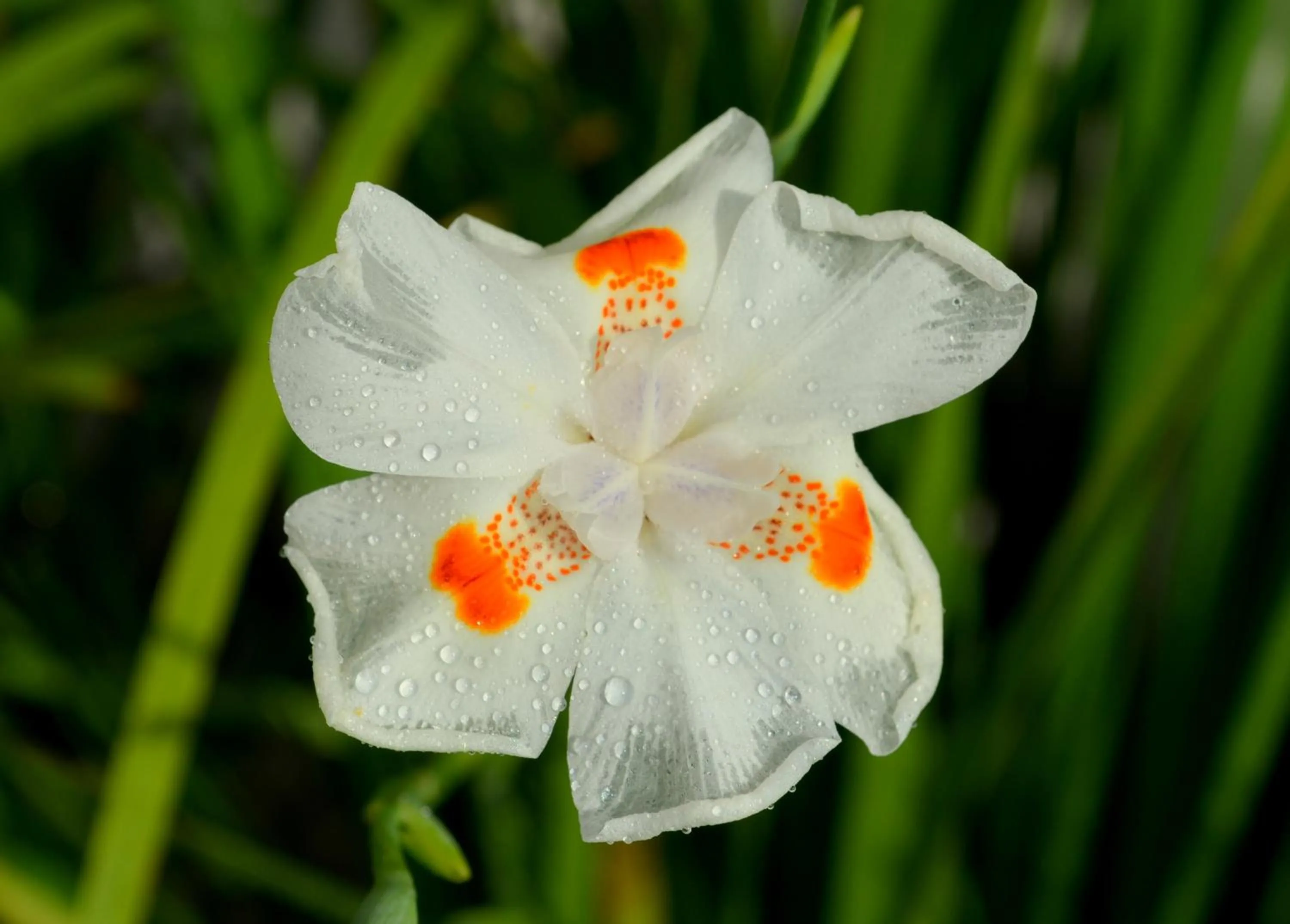 Garden in Residencial Portinari LTDA