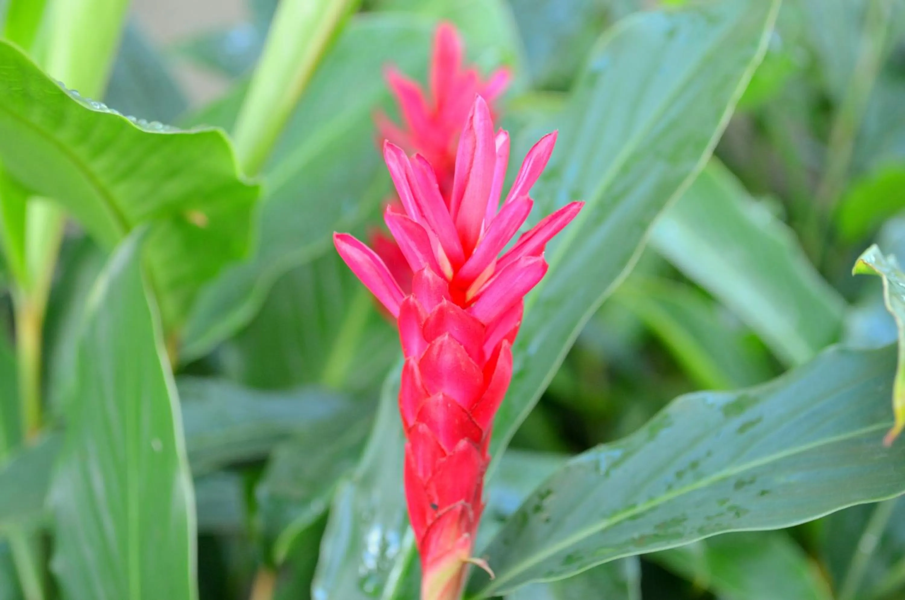 Garden in Residencial Portinari LTDA