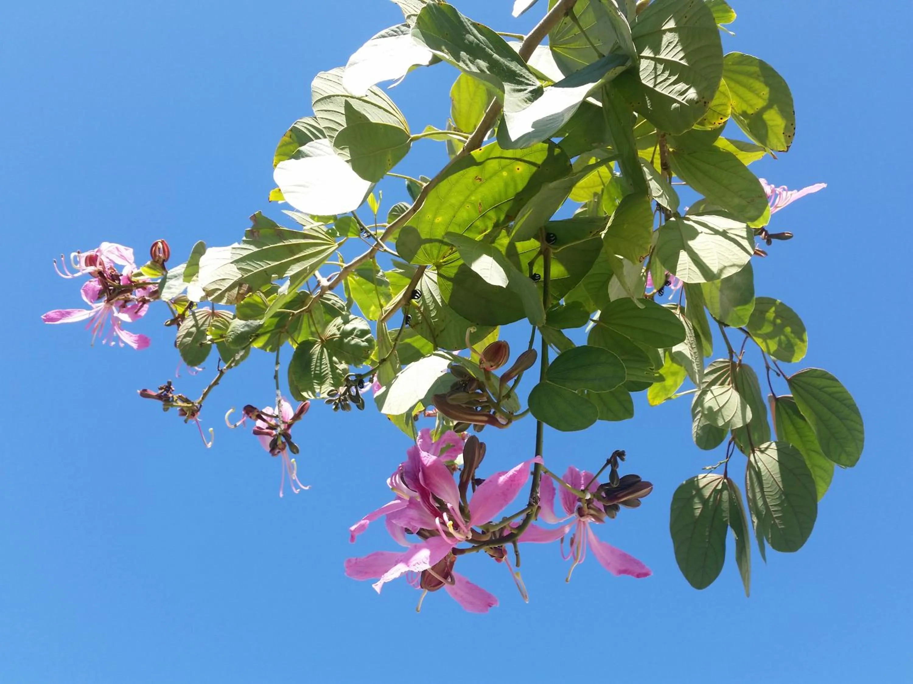 Garden in Residencial Portinari LTDA