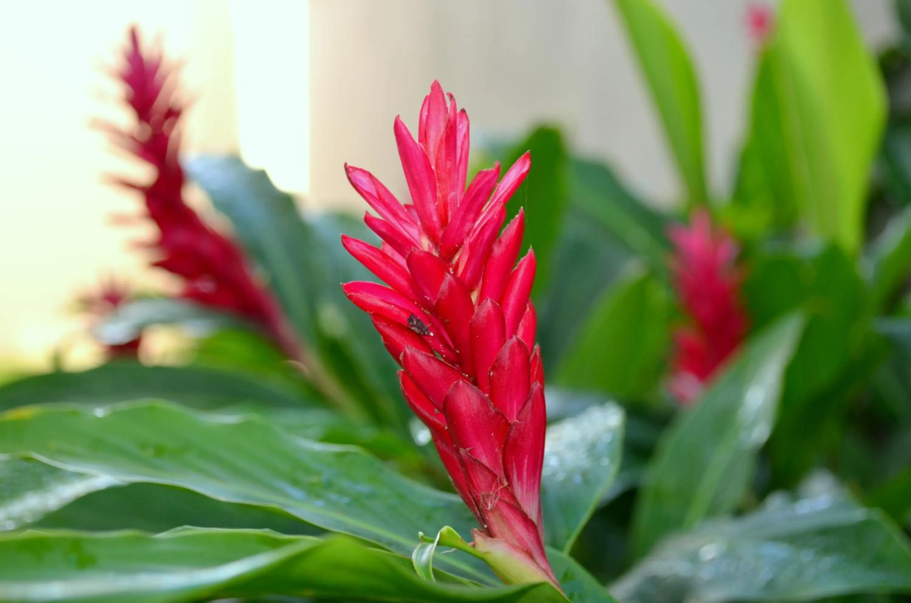 Garden in Residencial Portinari LTDA