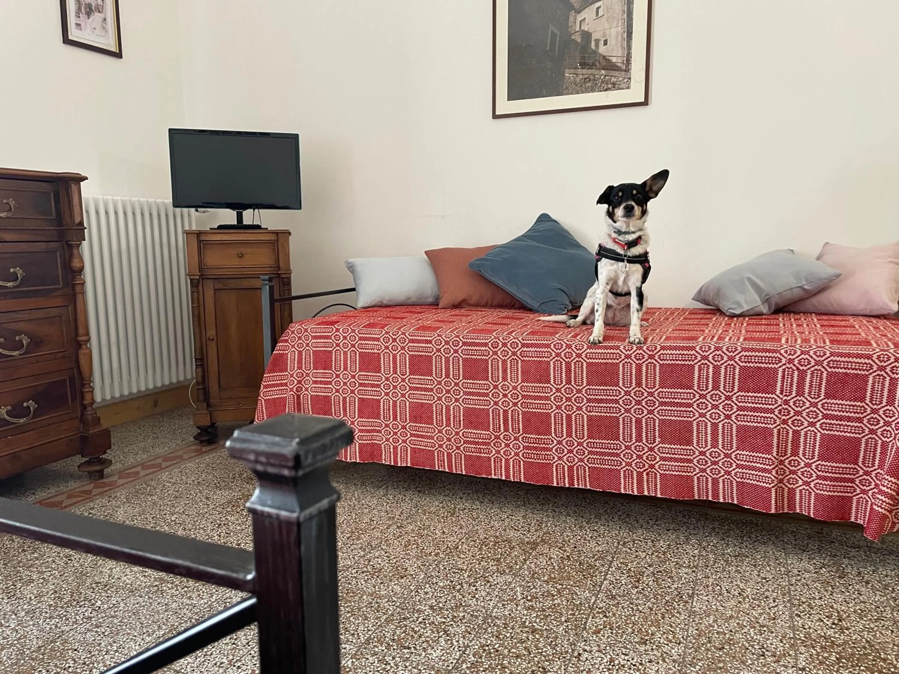 Pets, Bed in Residence Belvedere