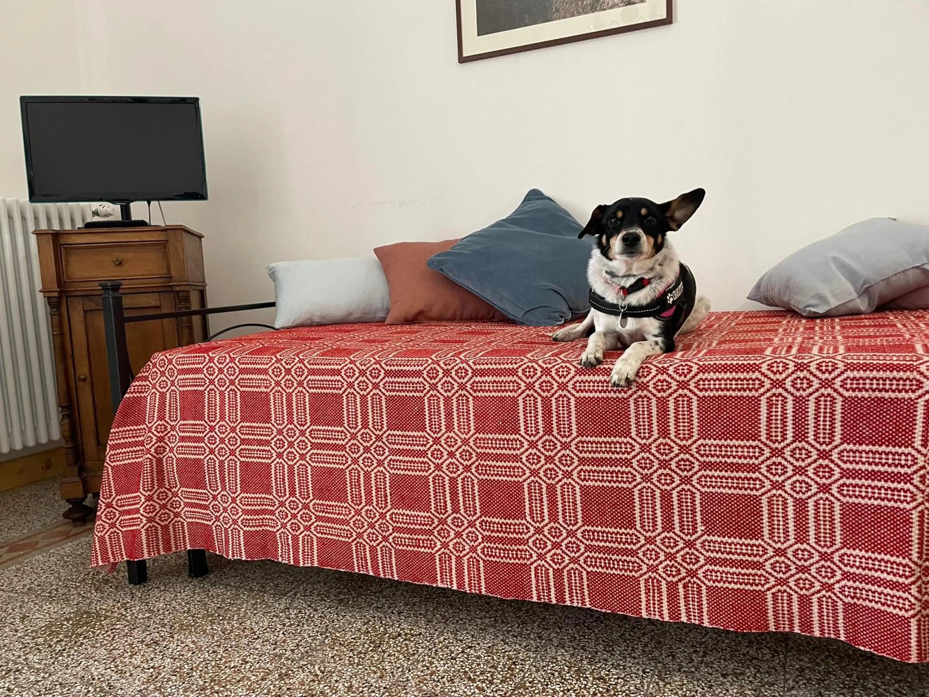 Pets, Bed in Residence Belvedere