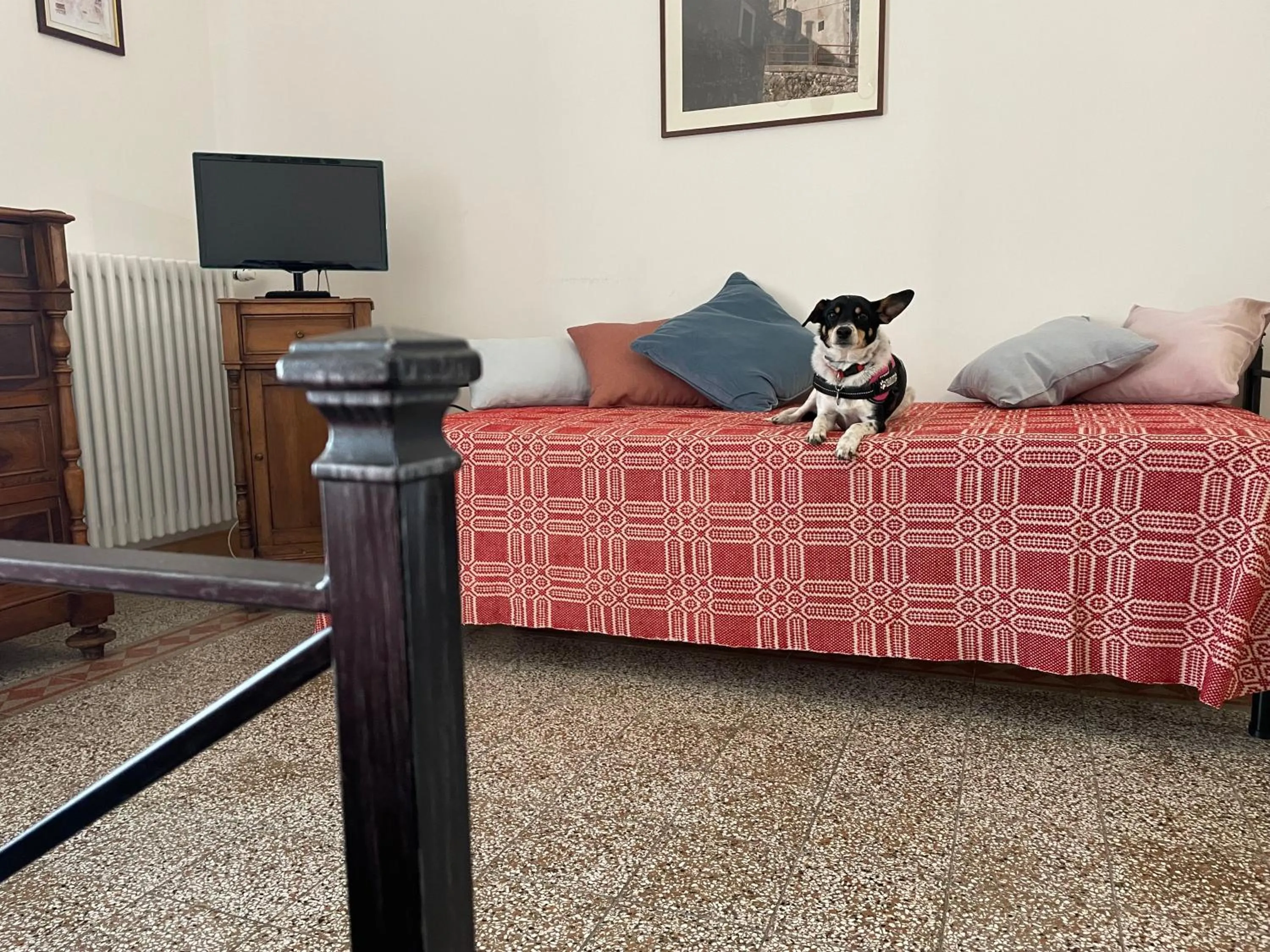 Animals in Residence Belvedere