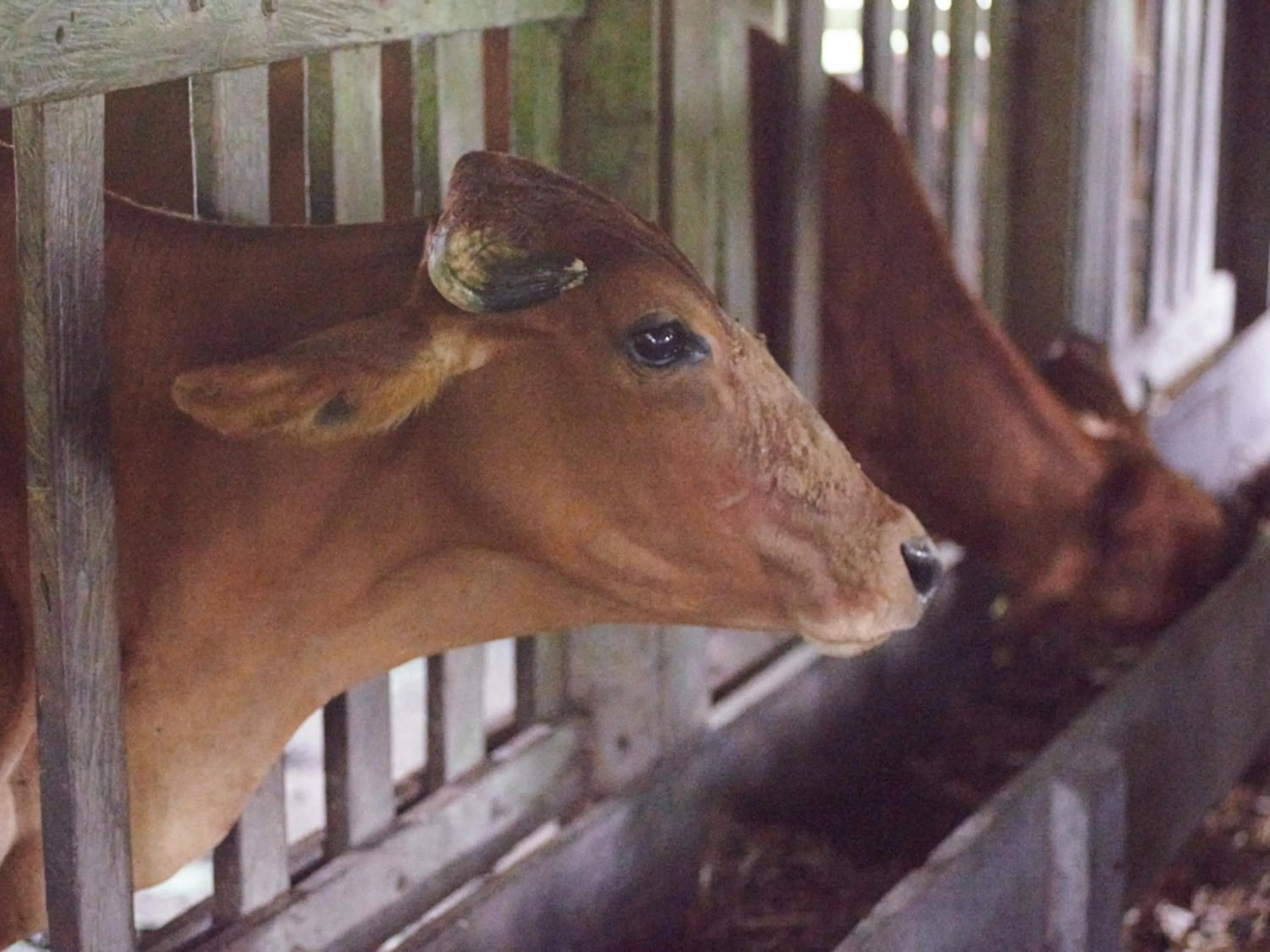 Activities in Santa Maria Volcano Lodge Hotel & Restaurante