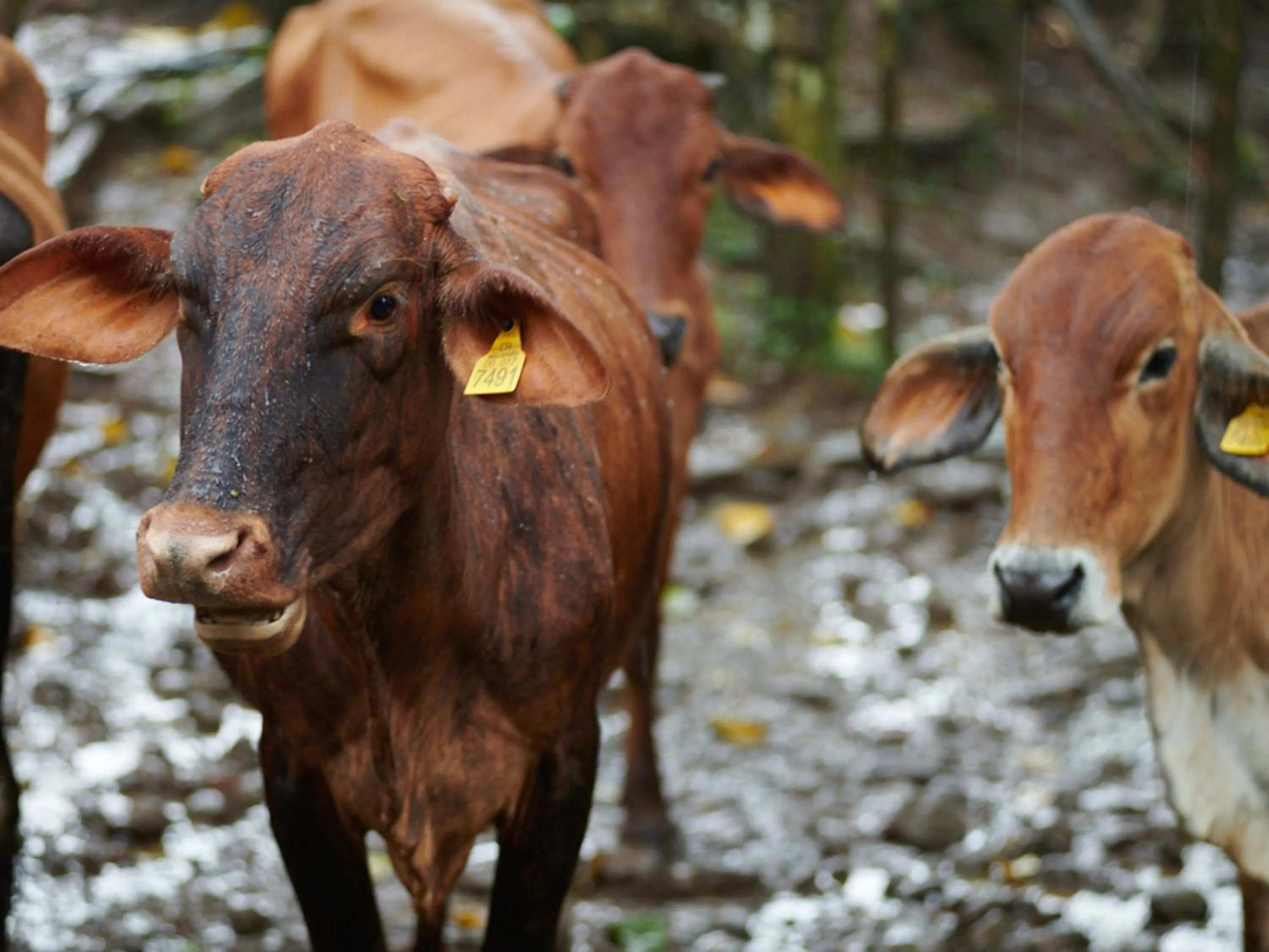 Activities in Santa Maria Volcano Lodge Hotel & Restaurante