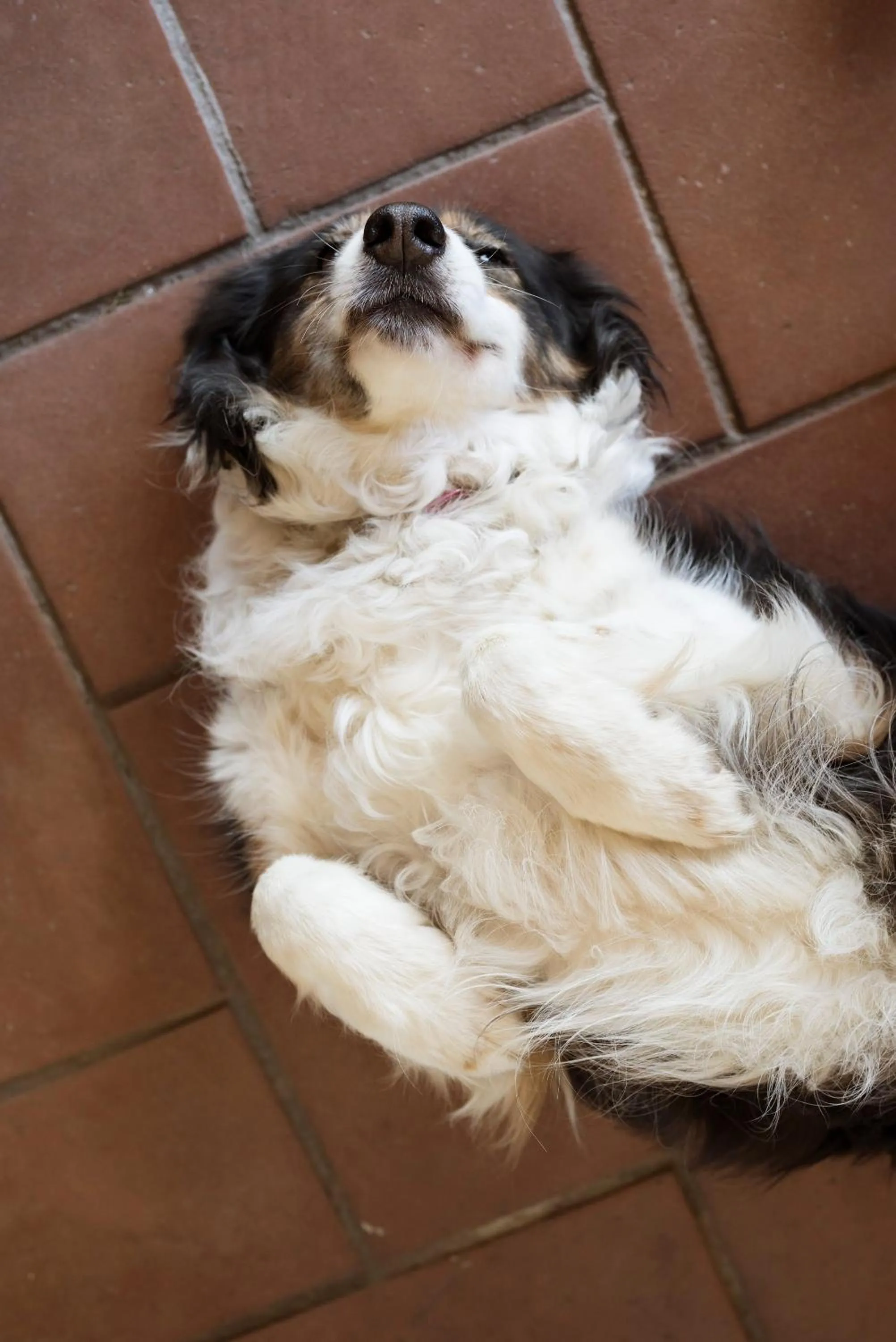 Pets in La Muccheria